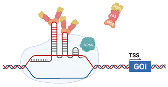 Viruses 13 02157 i005 Viruses 13 02157 i005