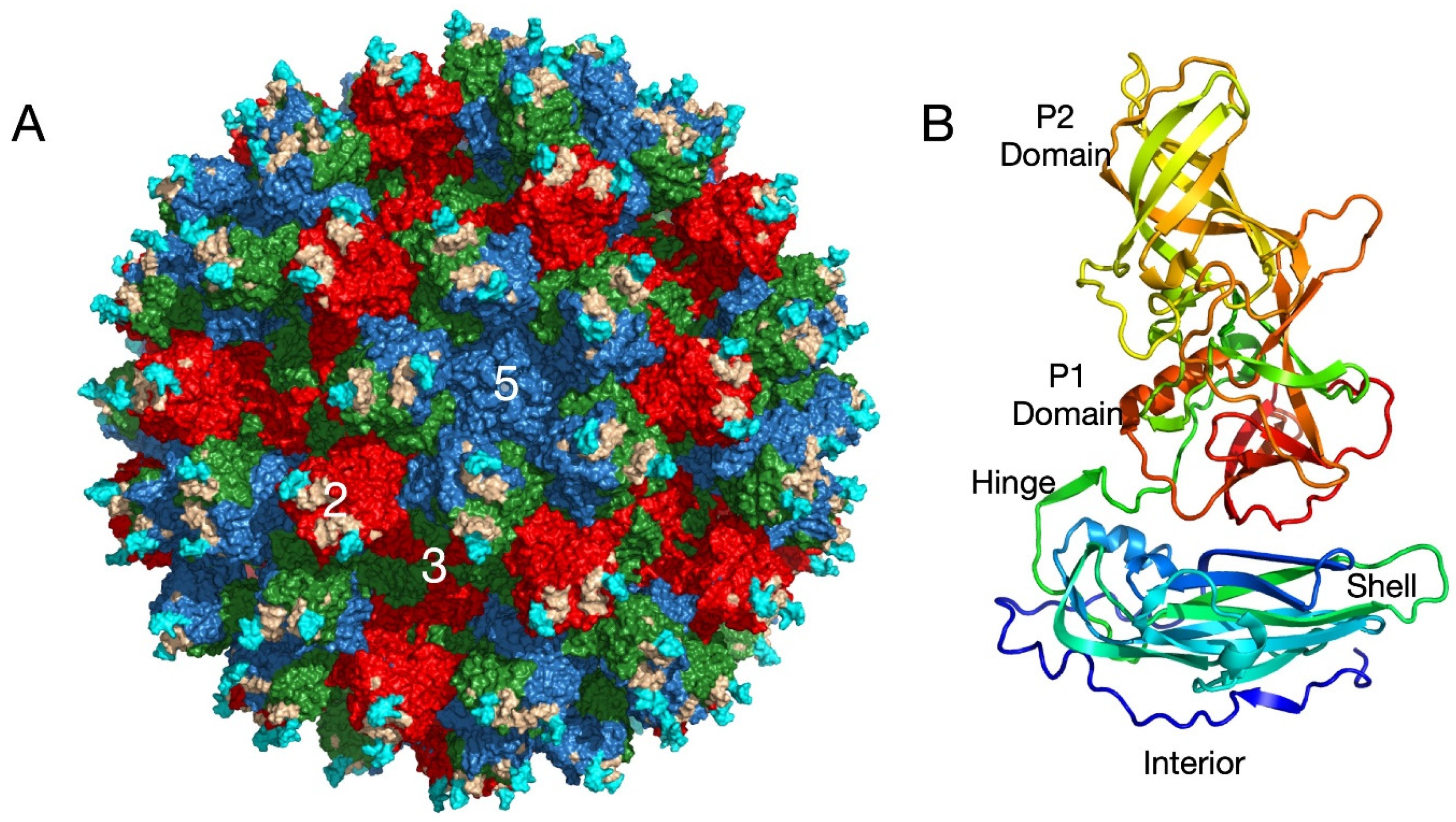 Viruses 13 02162 g001 Viruses 13 02162 g001