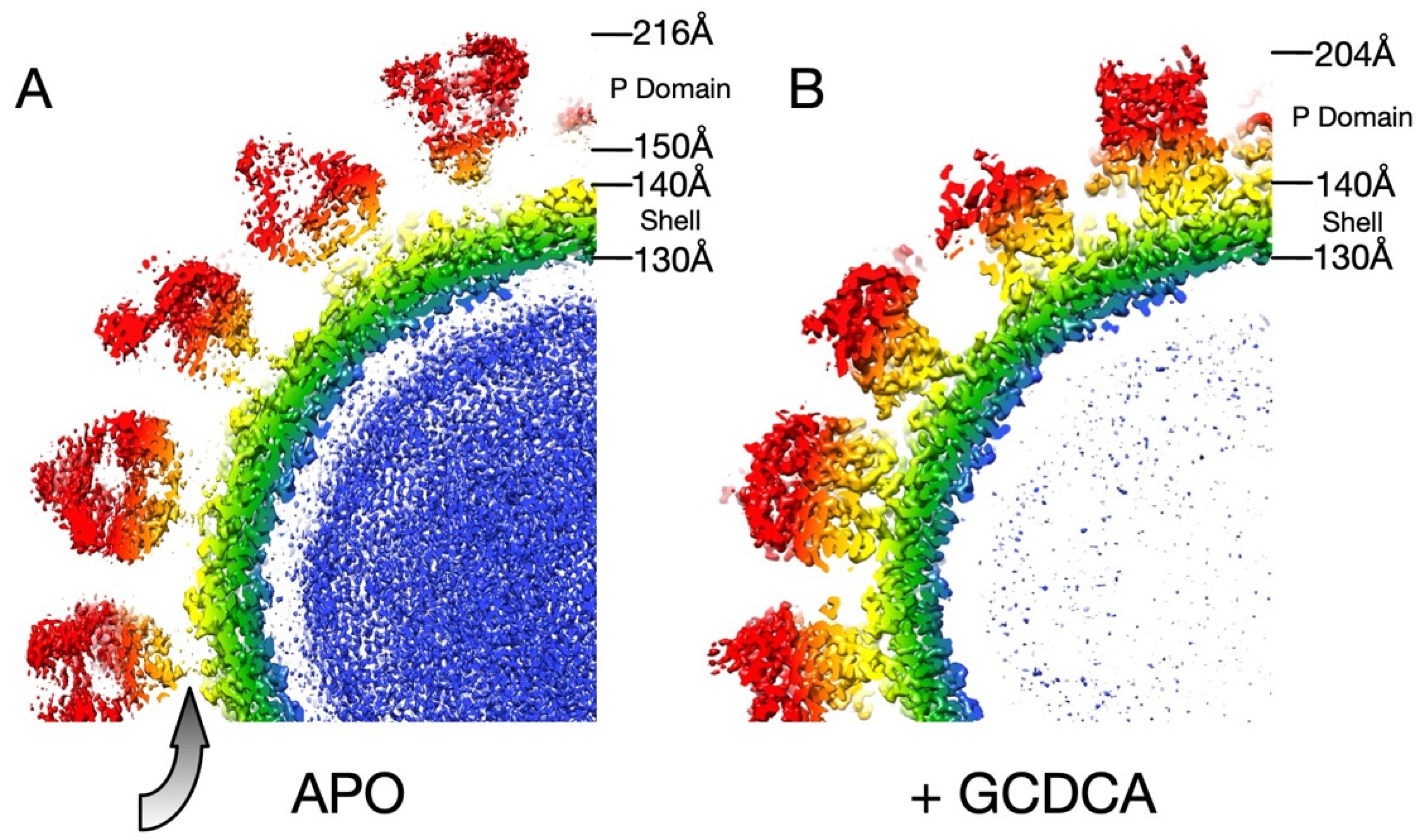 Viruses 13 02162 g002 Viruses 13 02162 g002