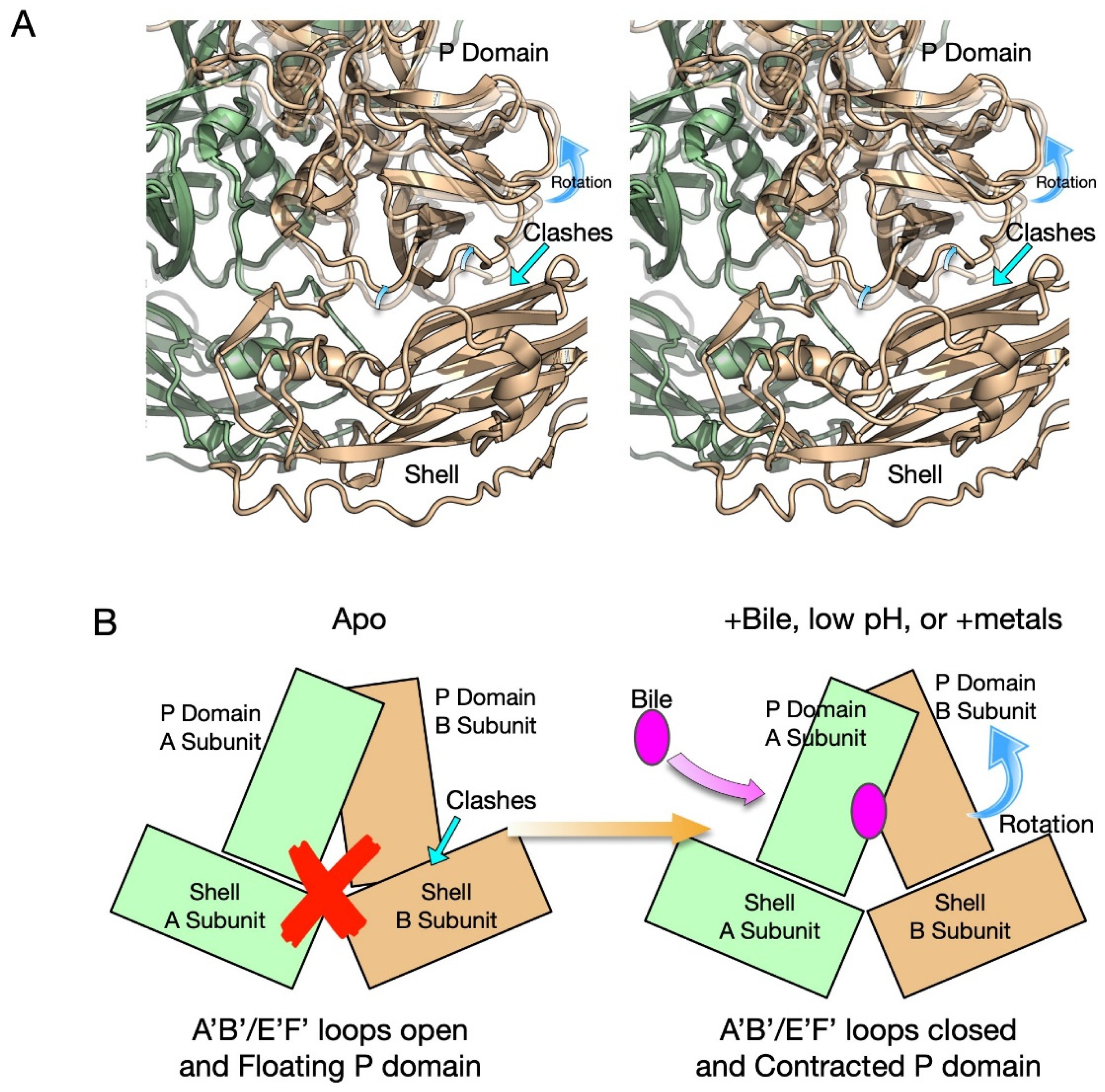 Viruses 13 02162 g005 Viruses 13 02162 g005