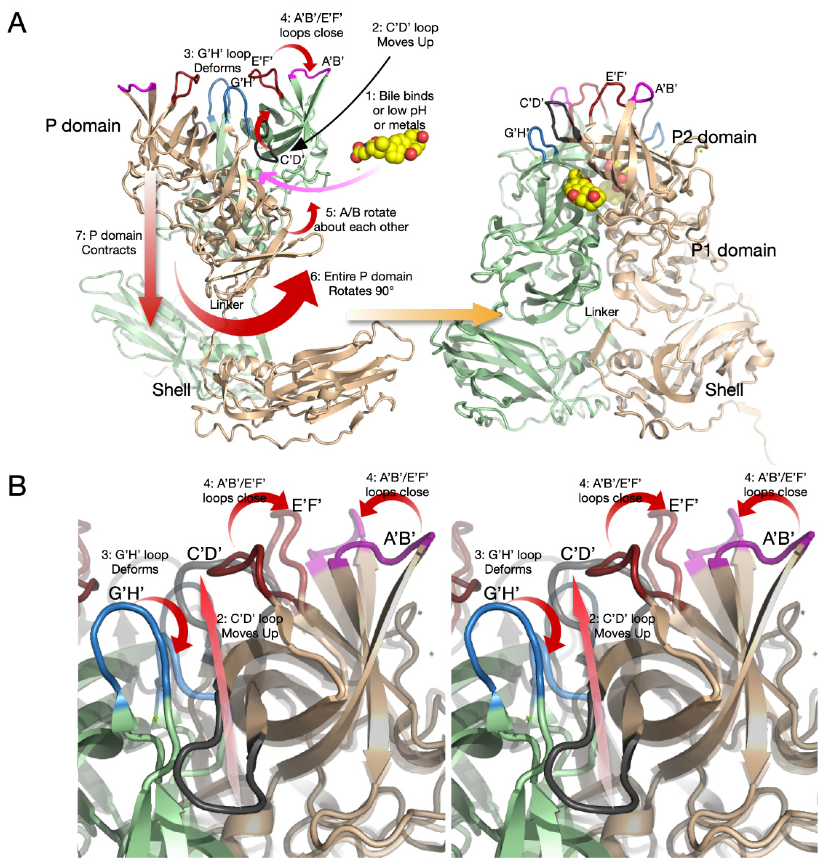 Viruses 13 02162 g006 Viruses 13 02162 g006