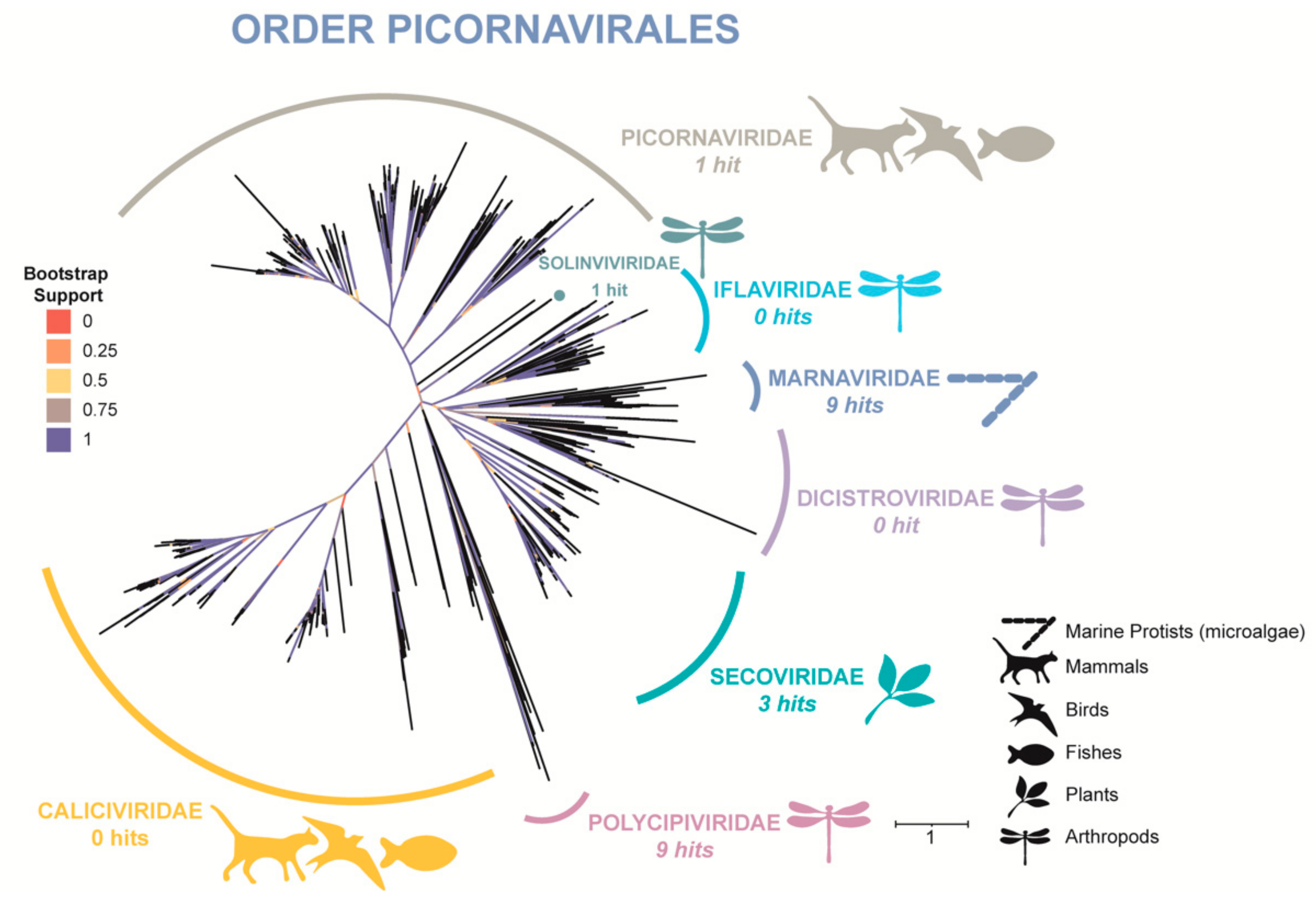 Viruses 13 02163 g005