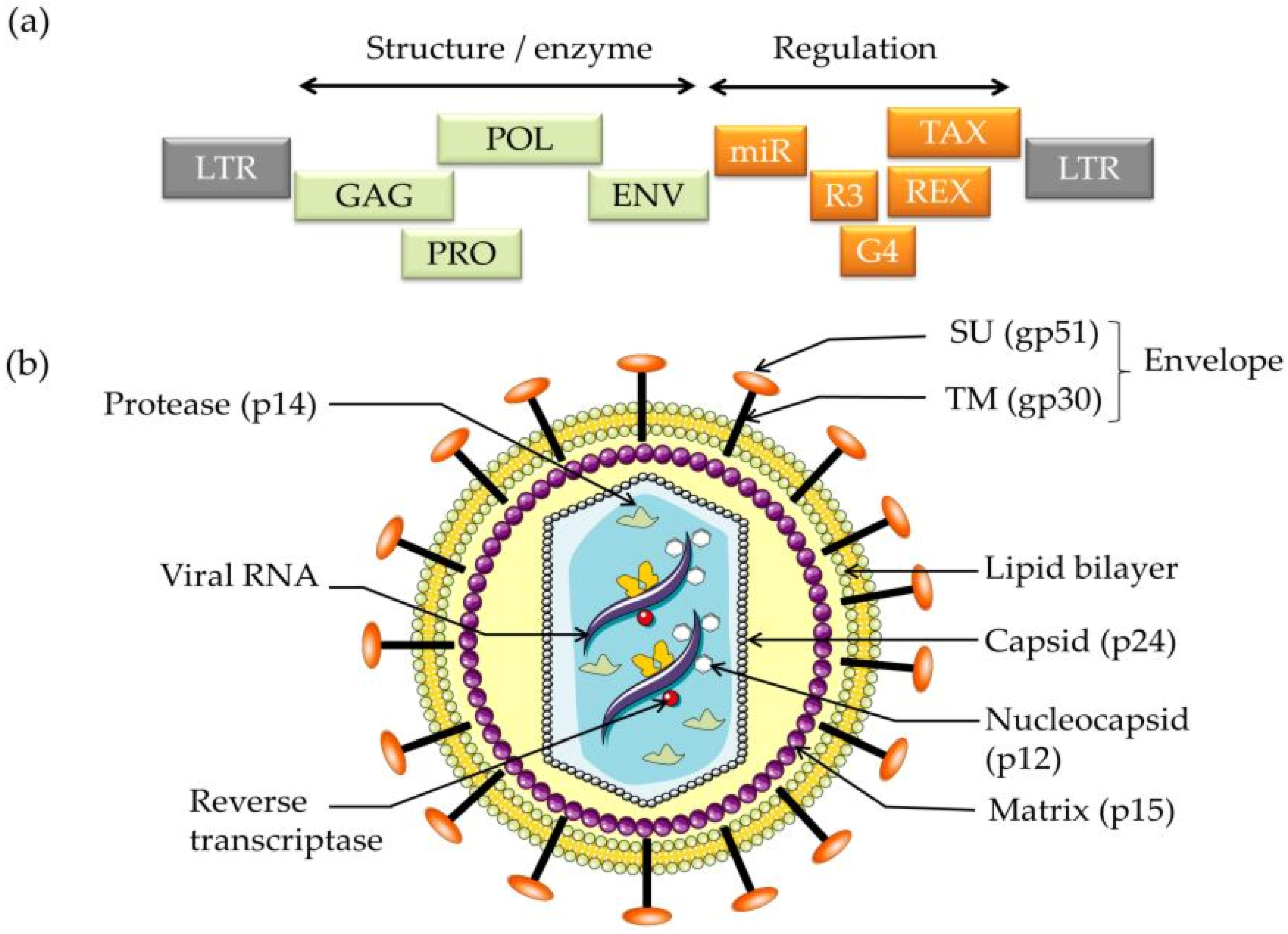 Viruses 13 02167 g001