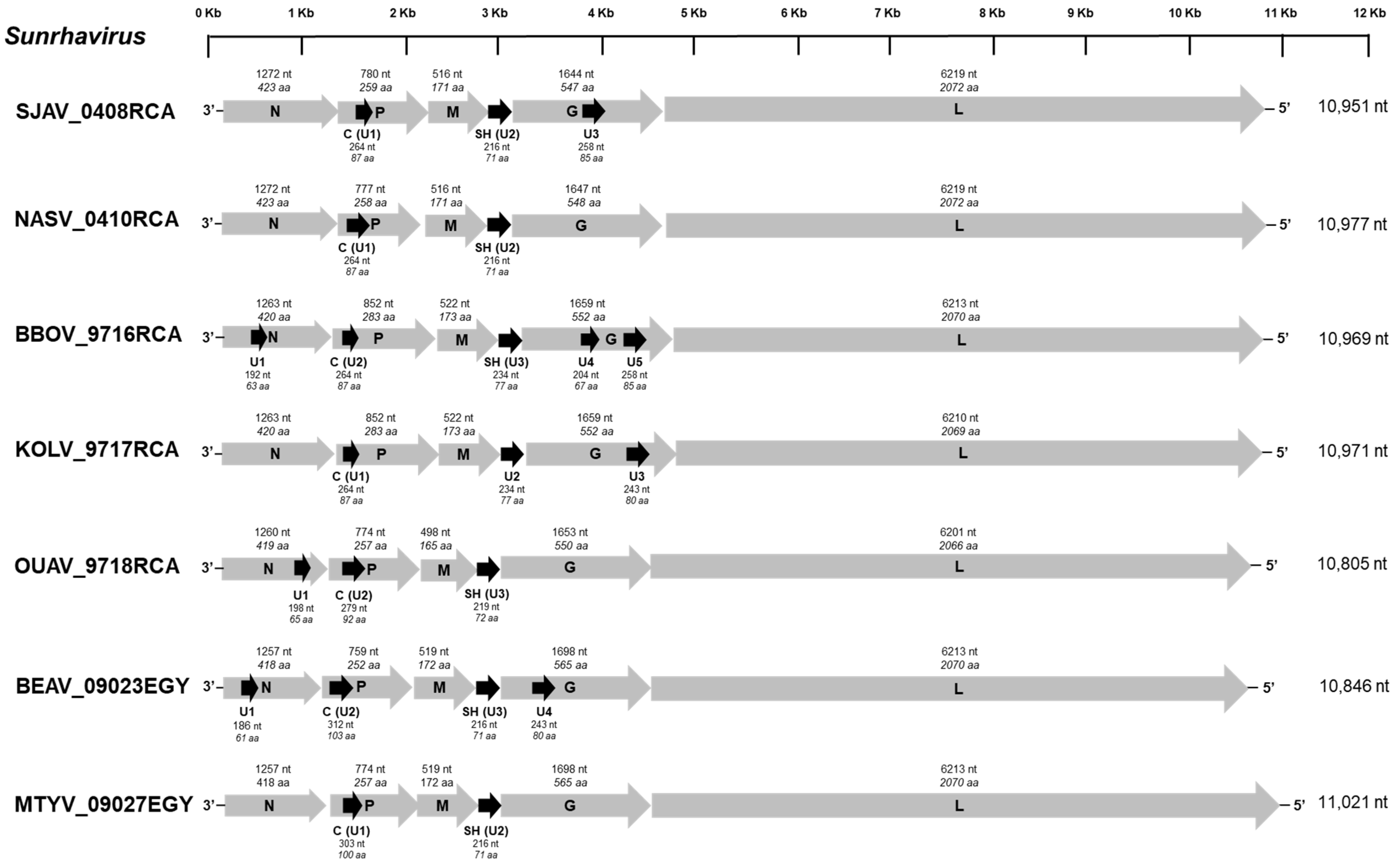 Viruses 13 02168 g001