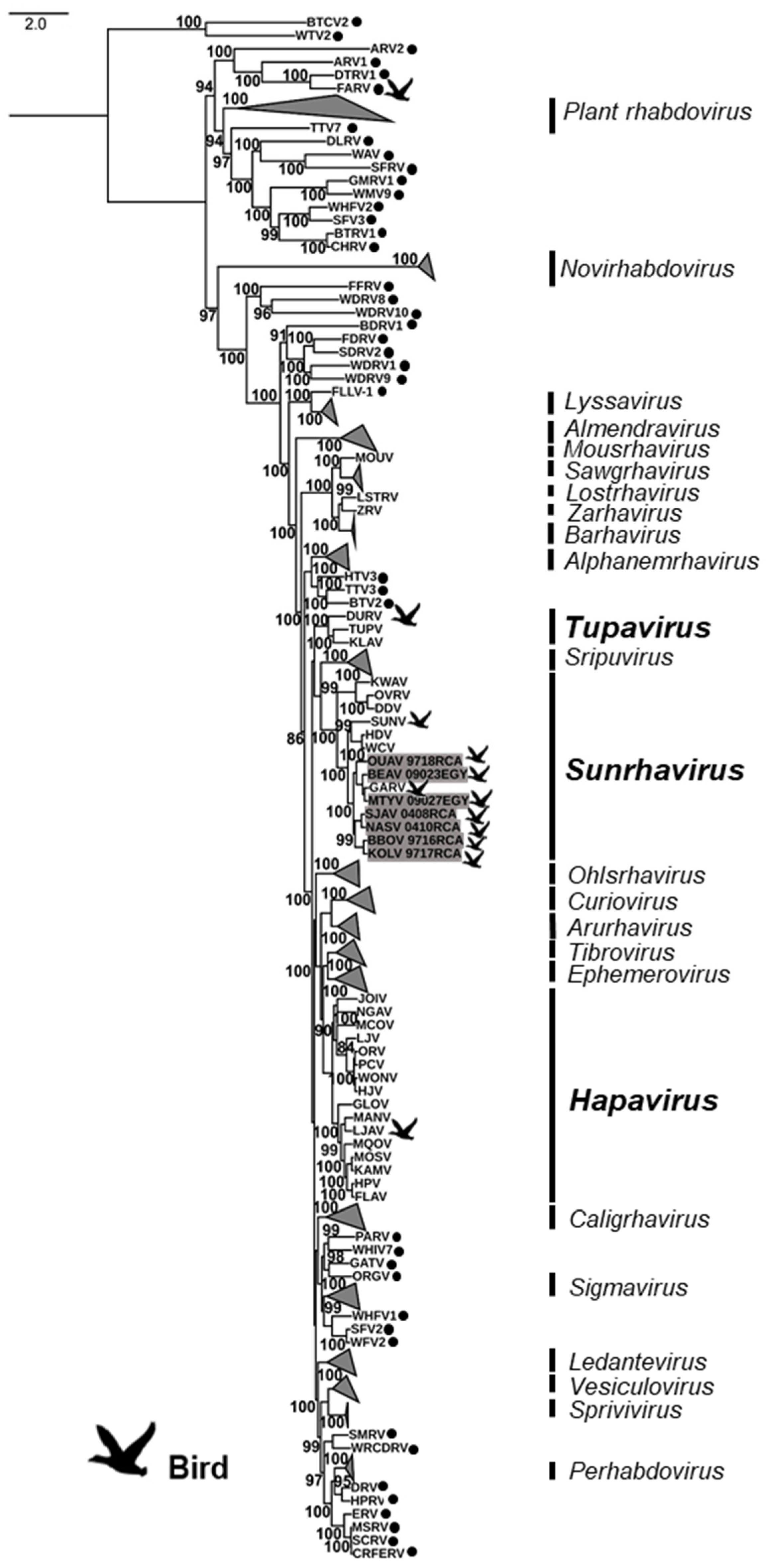 Viruses 13 02168 g002