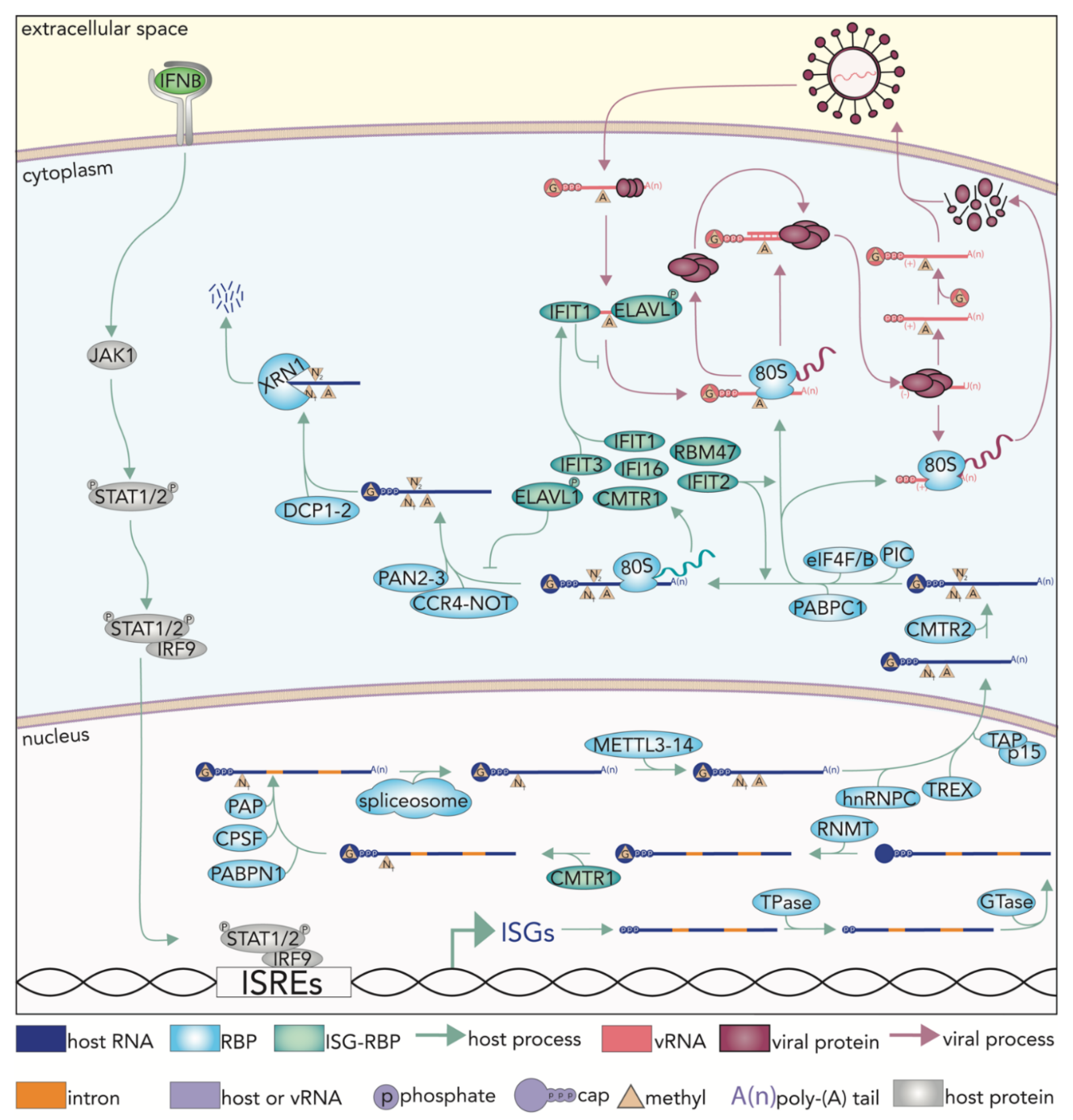 Viruses 13 02172 g002