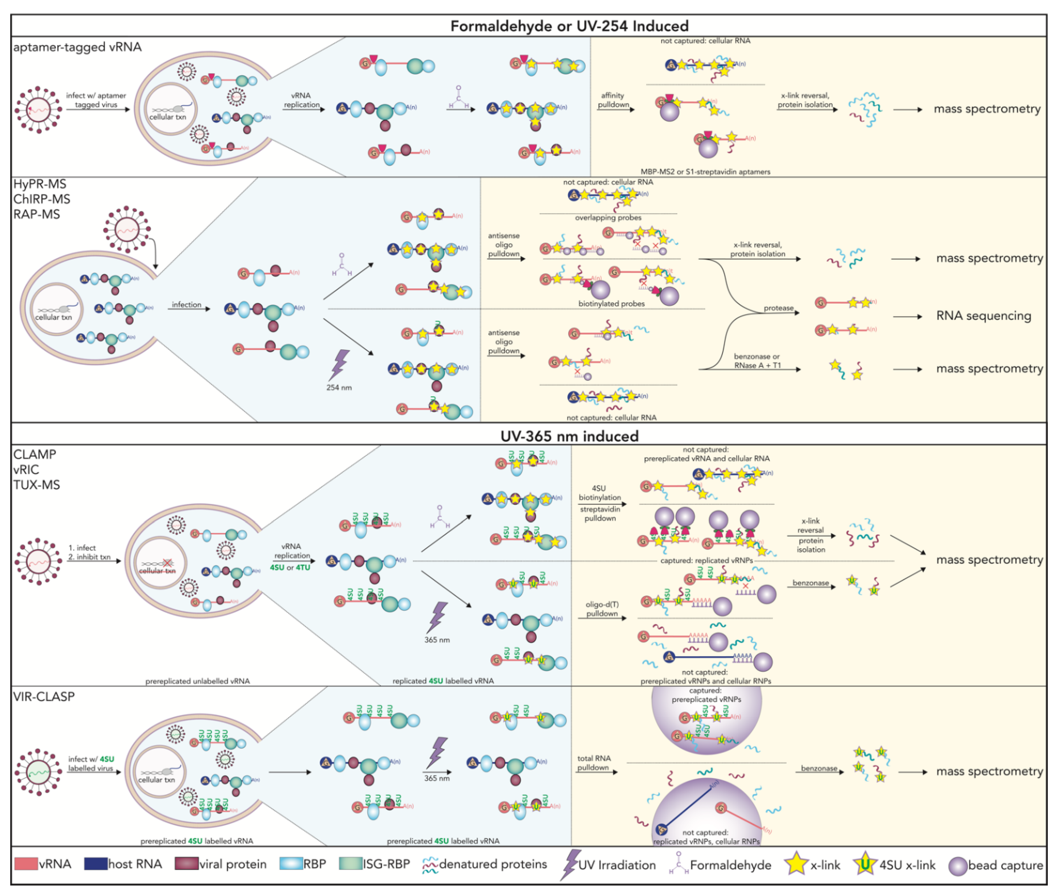 Viruses 13 02172 g003