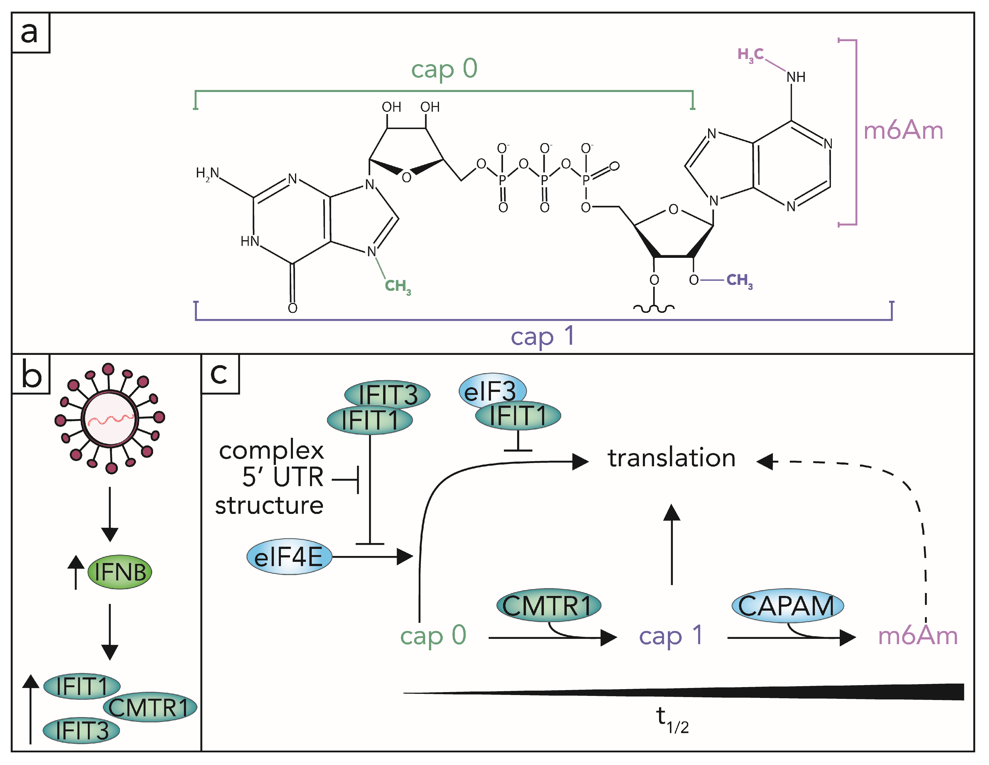 Viruses 13 02172 g004