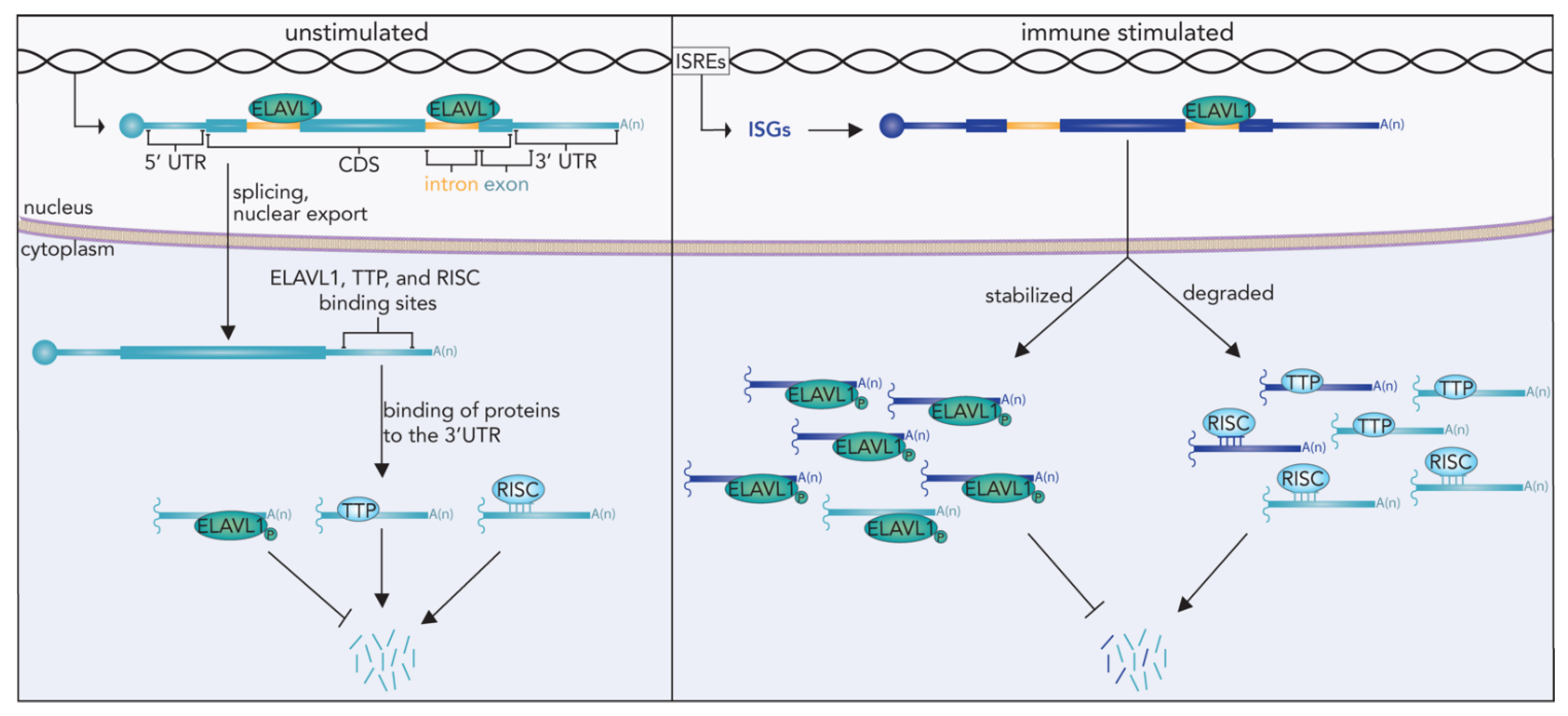 Viruses 13 02172 g005