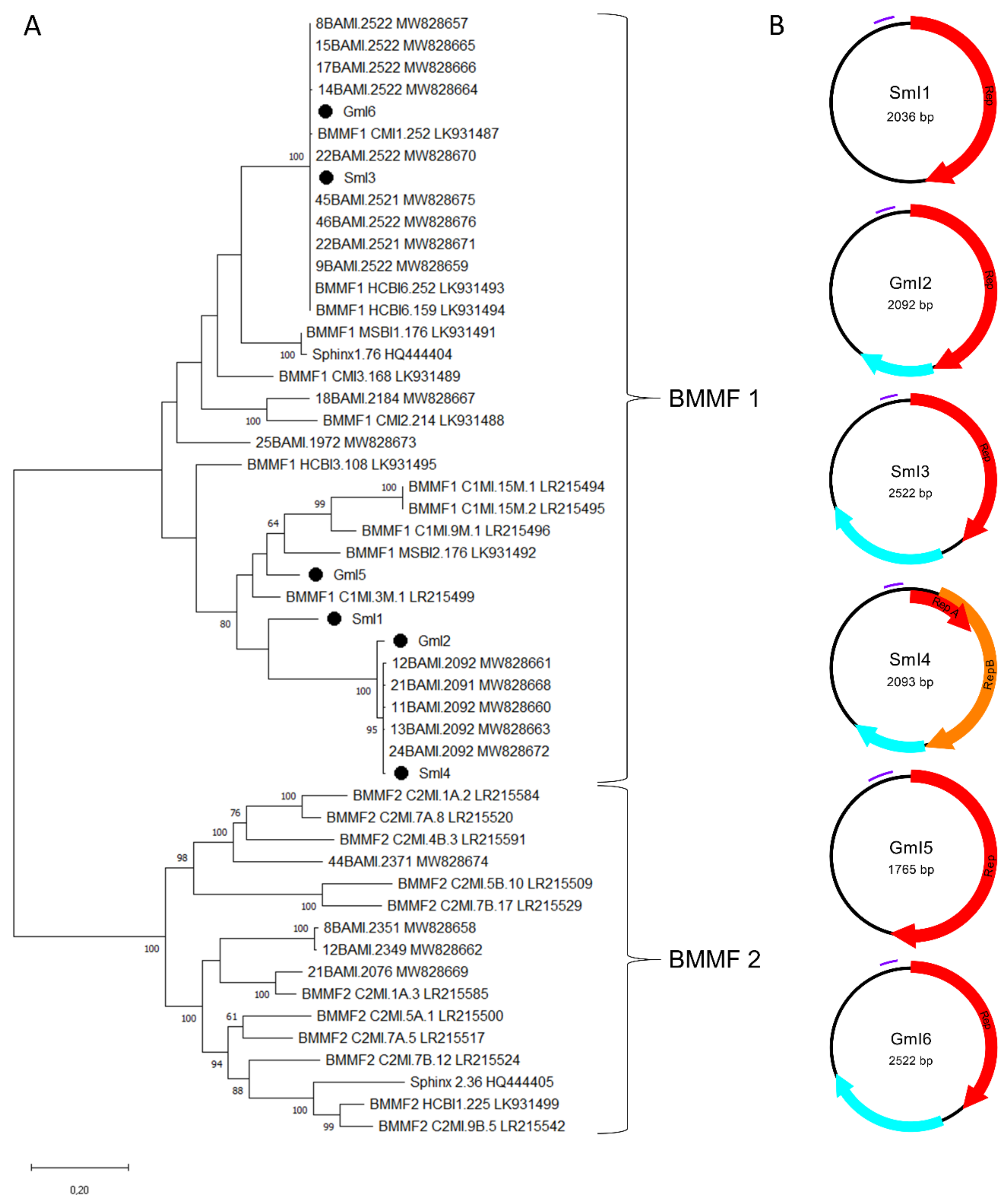 Viruses 13 02176 g004