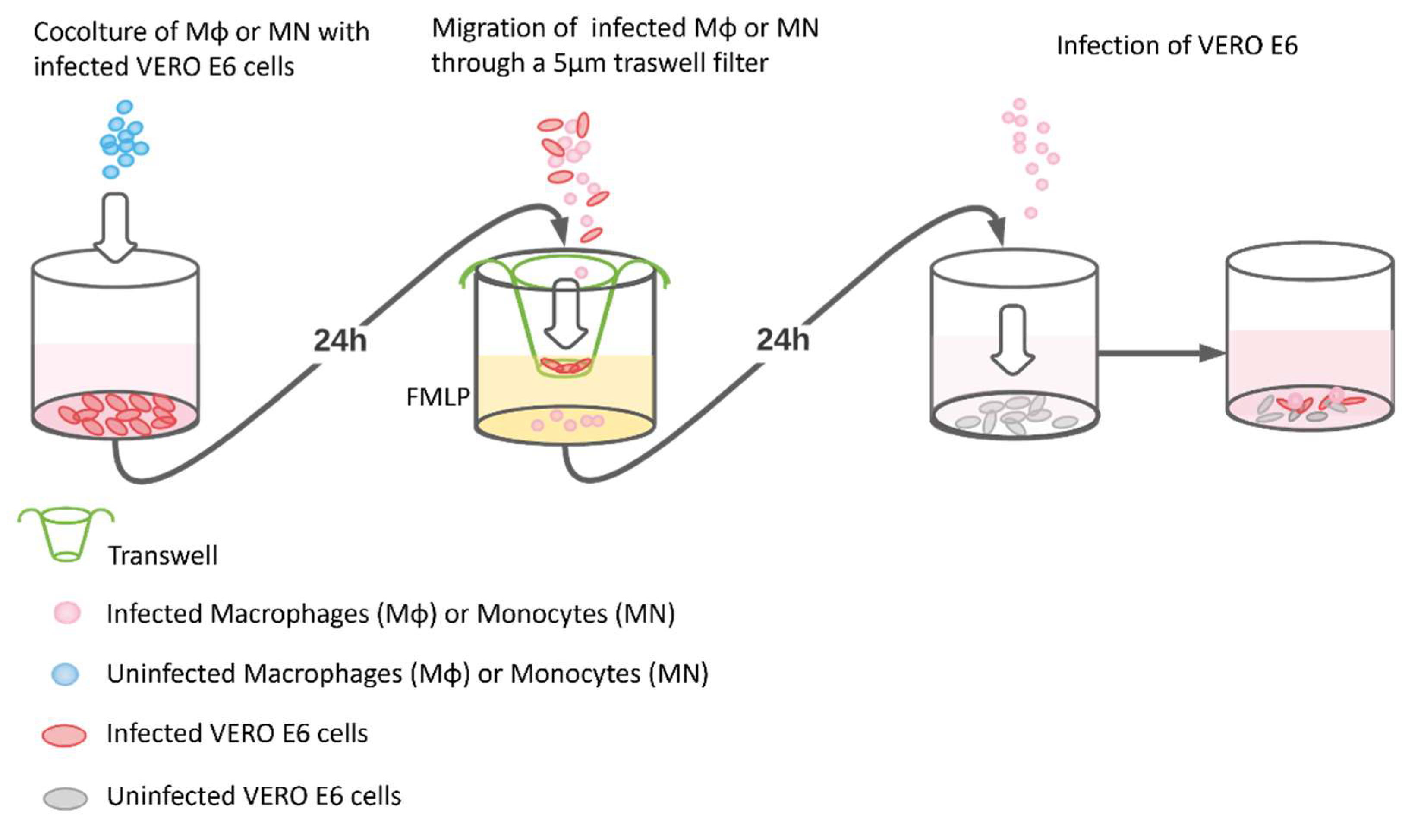 Viruses 13 02178 g001