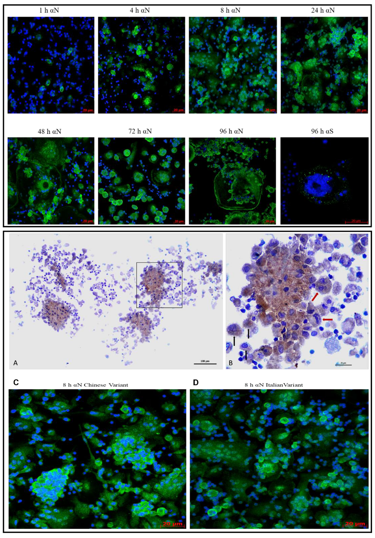 Viruses 13 02178 g006
