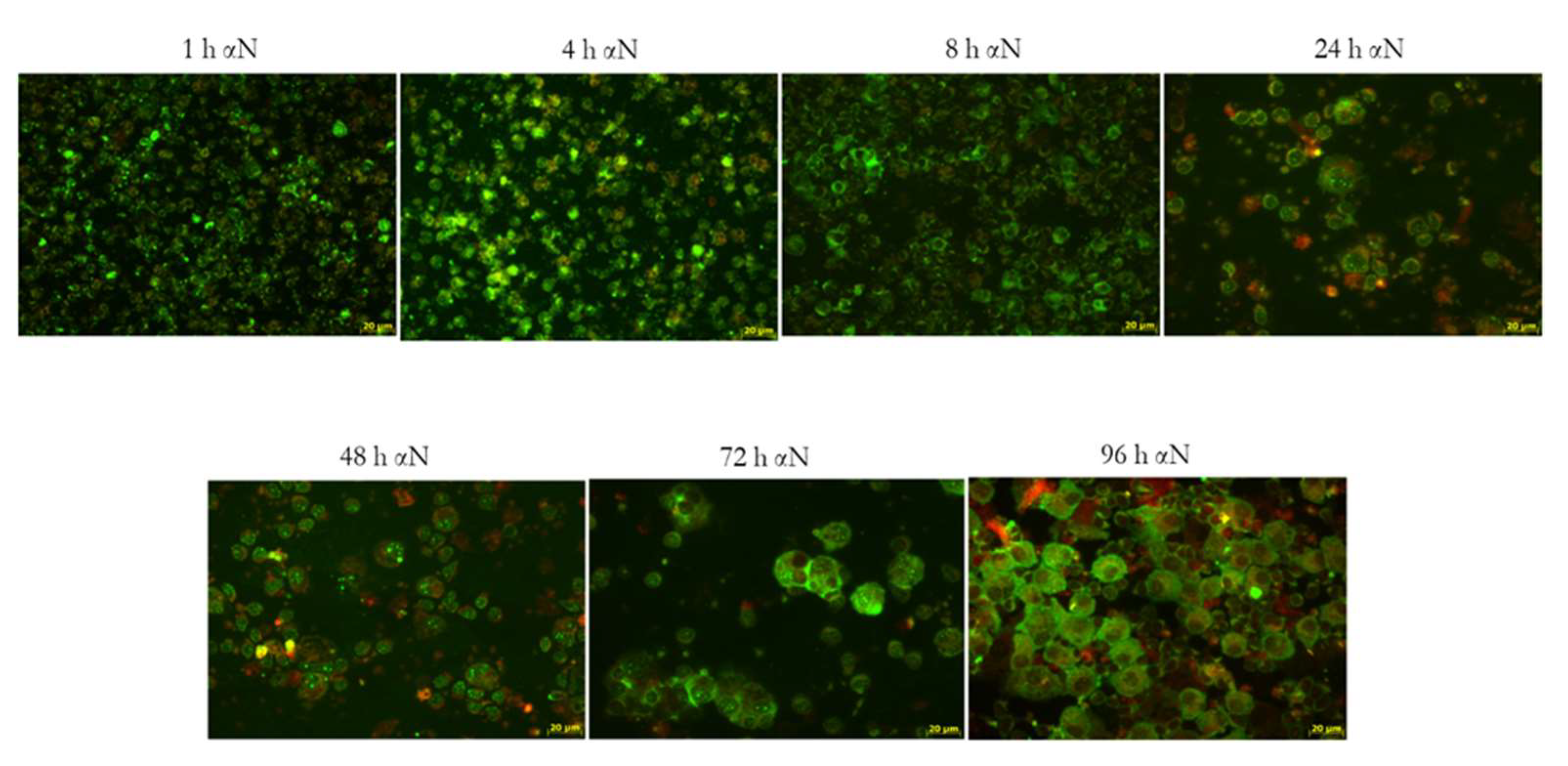 Viruses 13 02178 g007