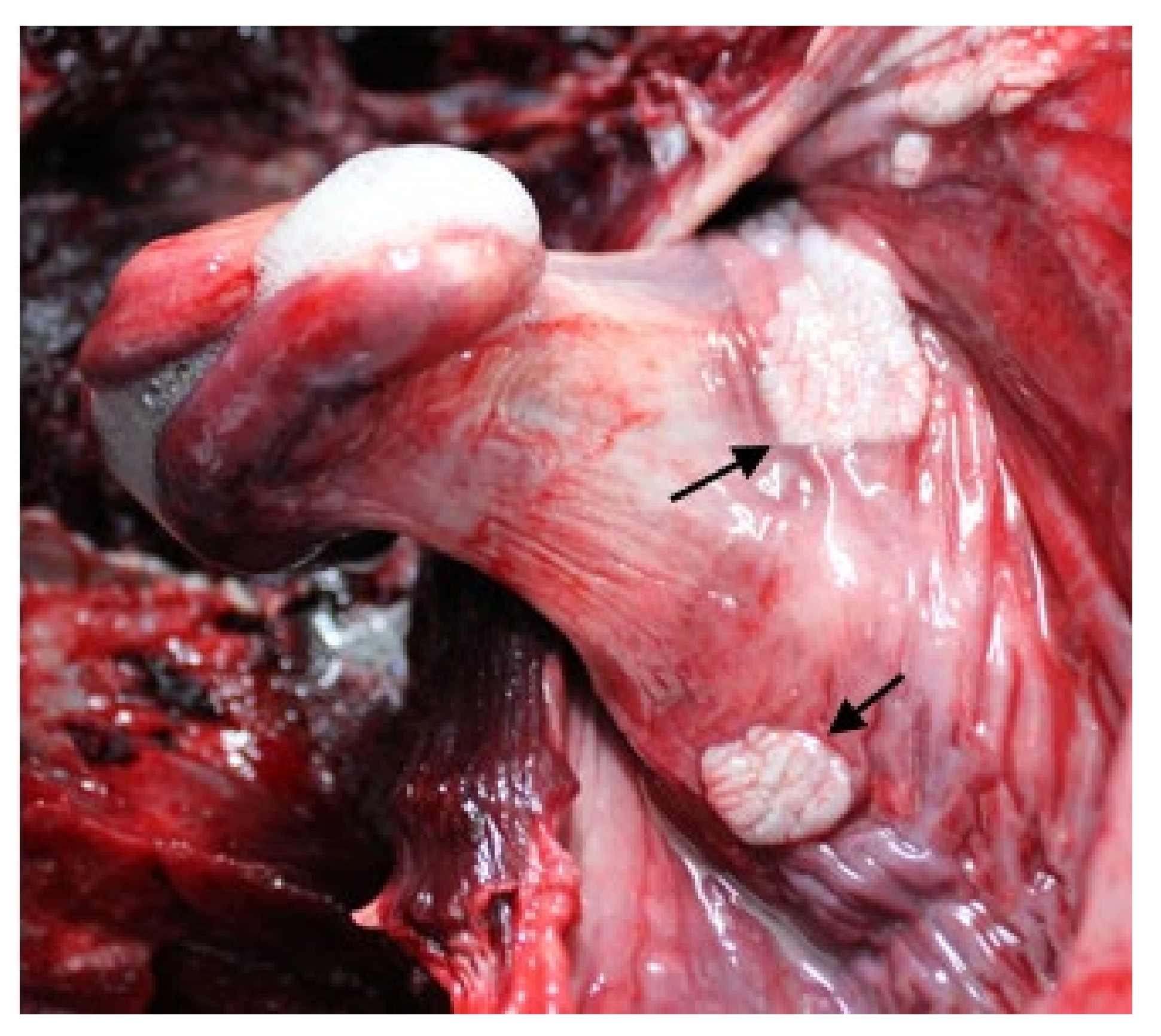 Viruses 13 02180 g008