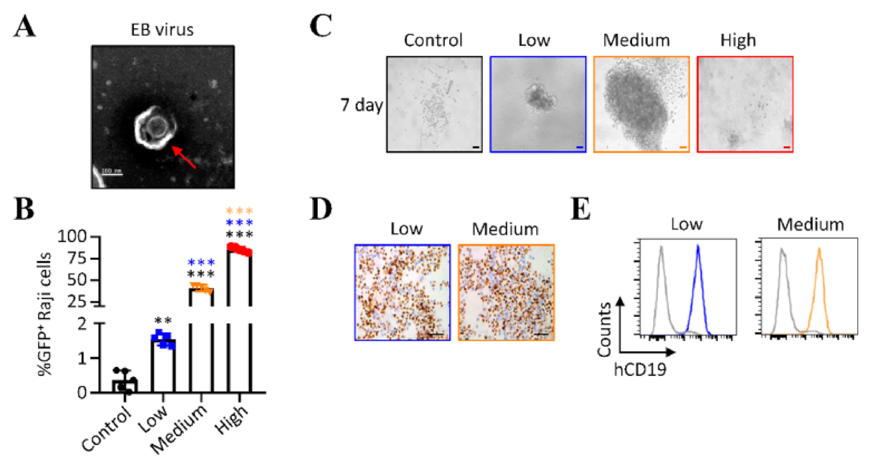 Viruses 13 02184 g001