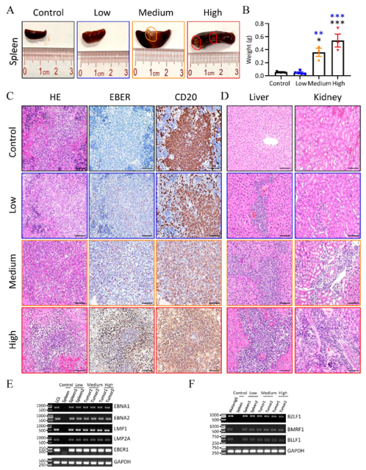 Viruses 13 02184 g003
