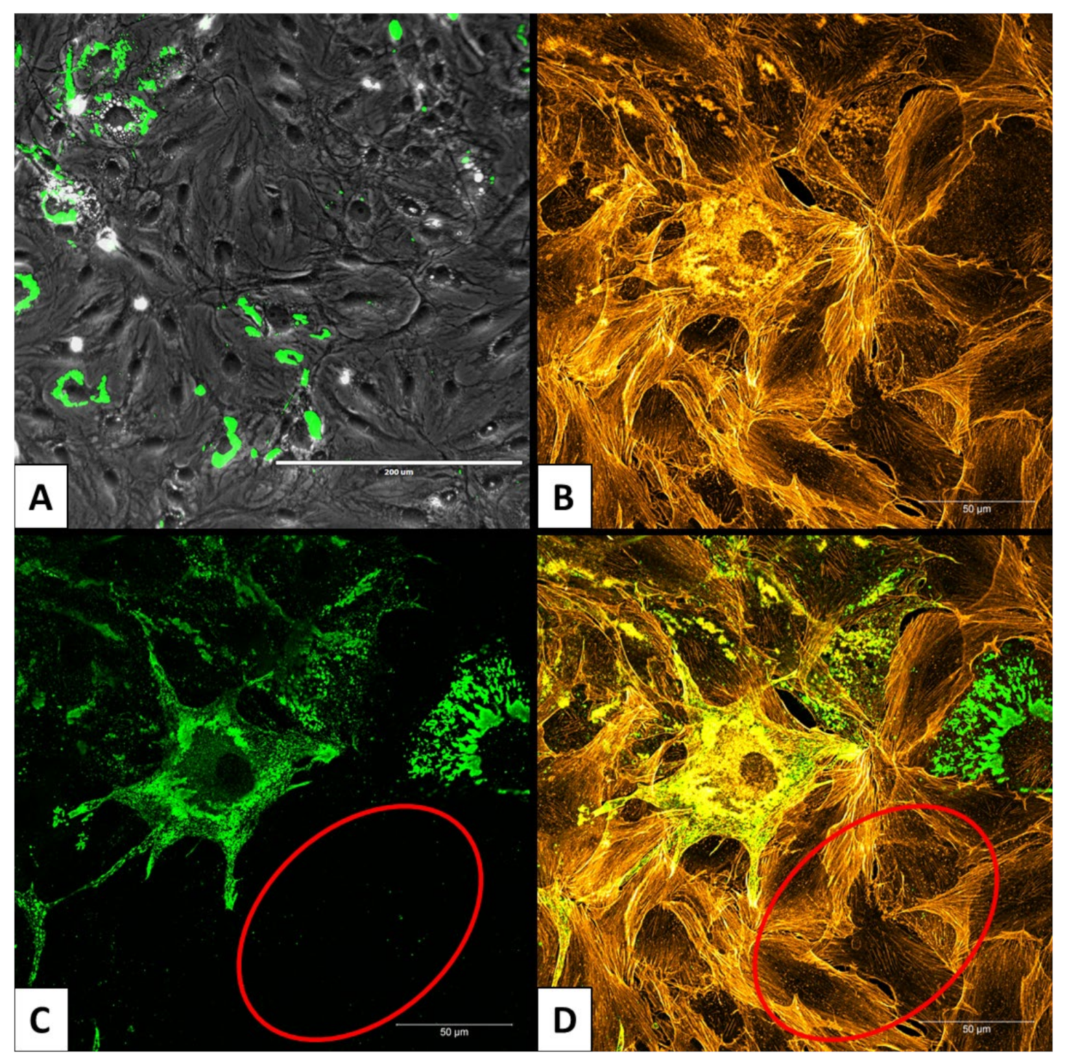 Viruses 13 02186 g004 Viruses 13 02186 g004
