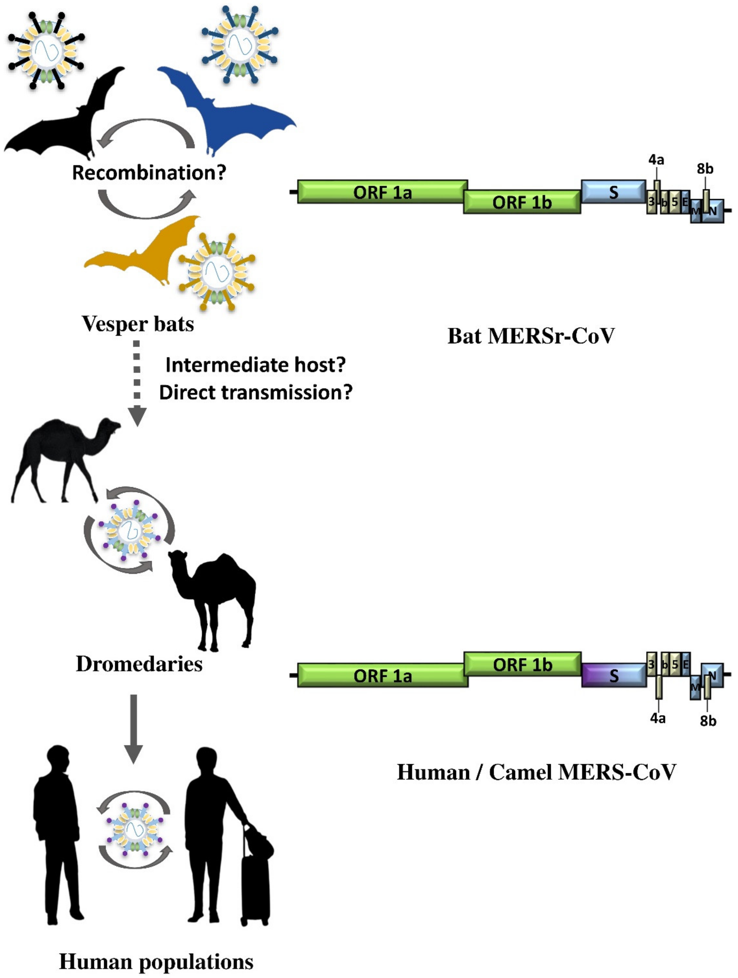 Viruses 13 02188 g003