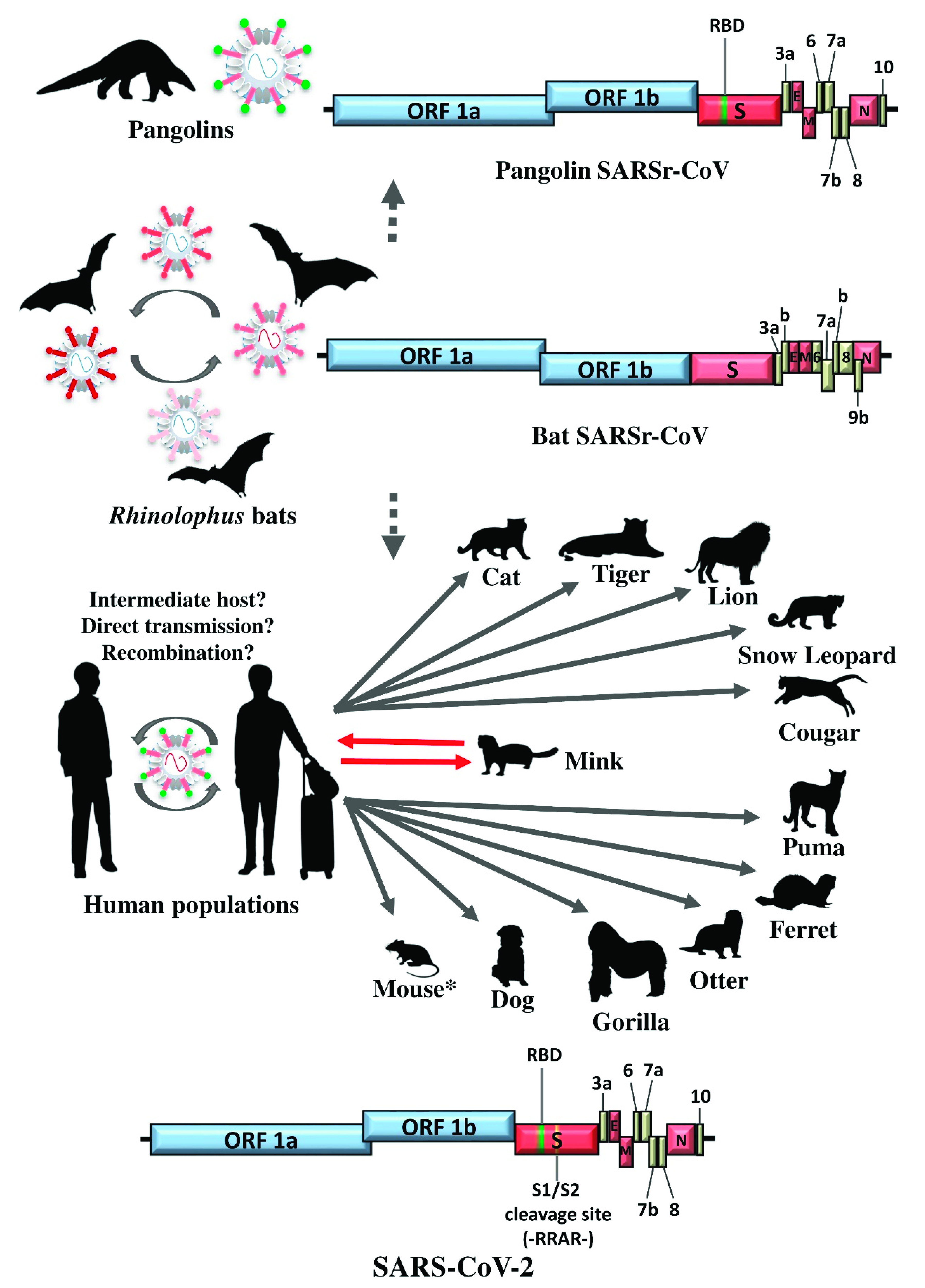 Viruses 13 02188 g007