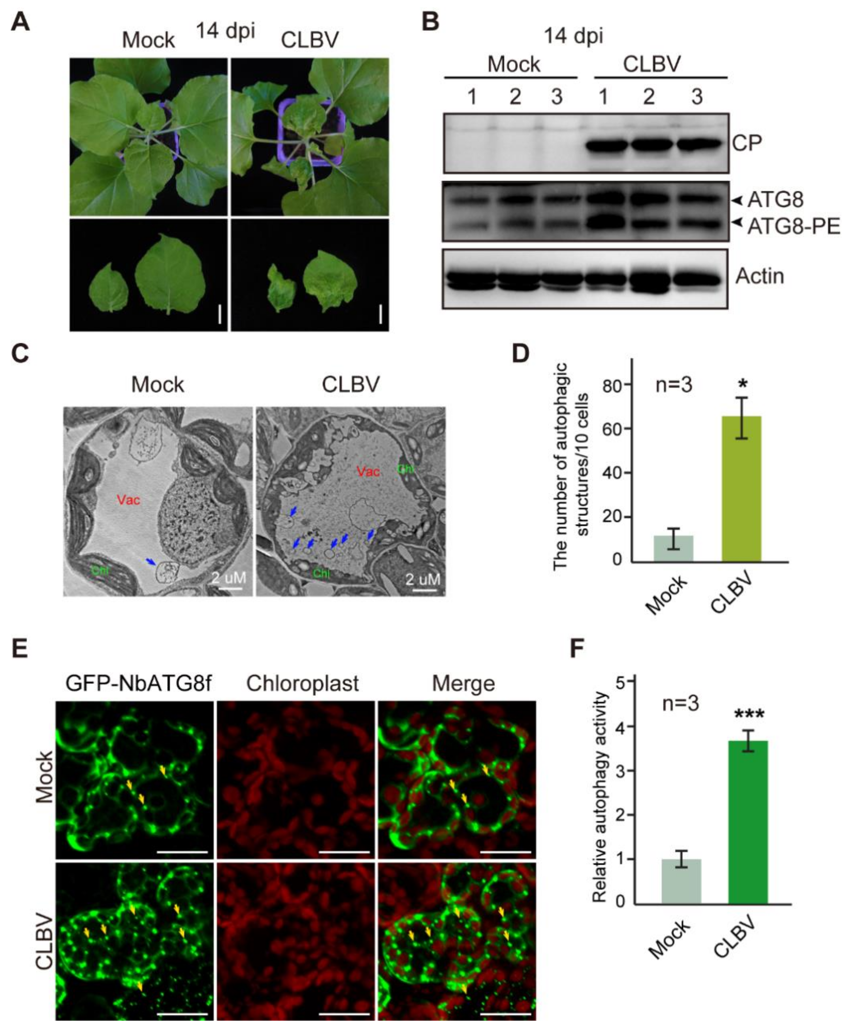 Viruses 13 02189 g001