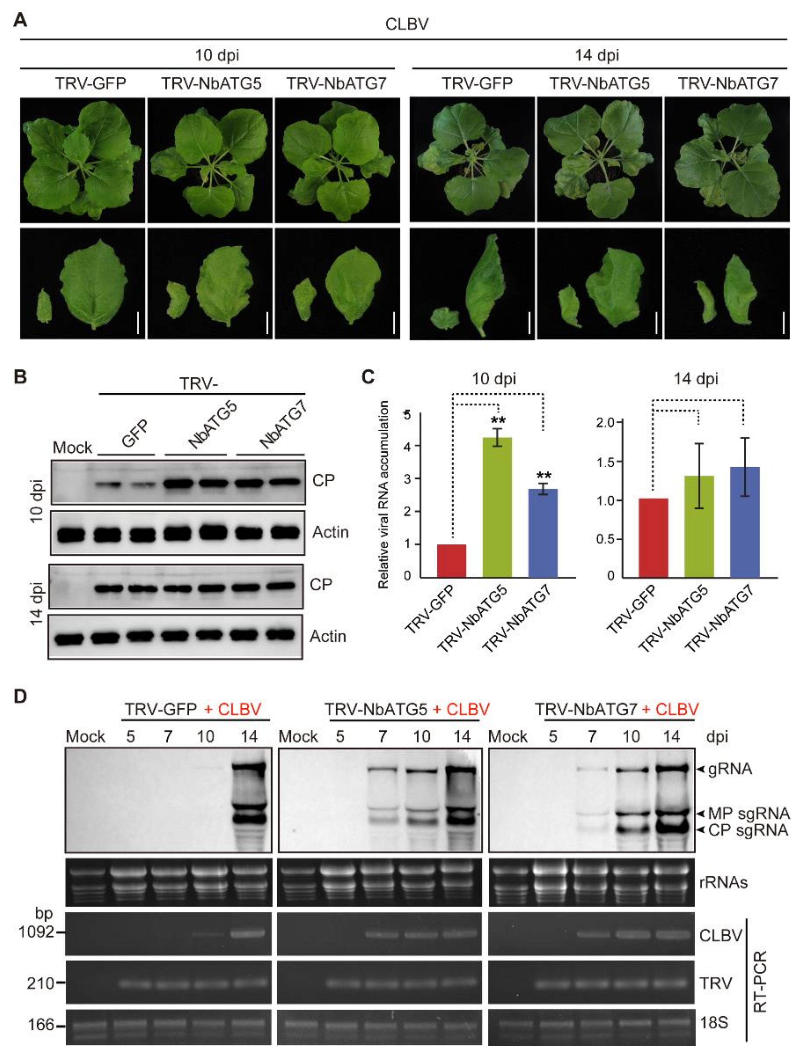 Viruses 13 02189 g002