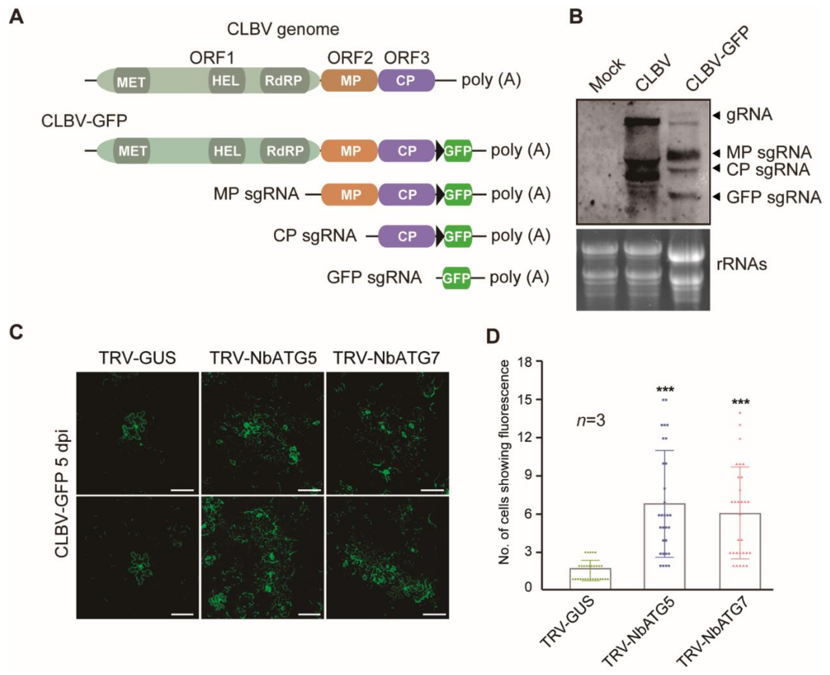 Viruses 13 02189 g003