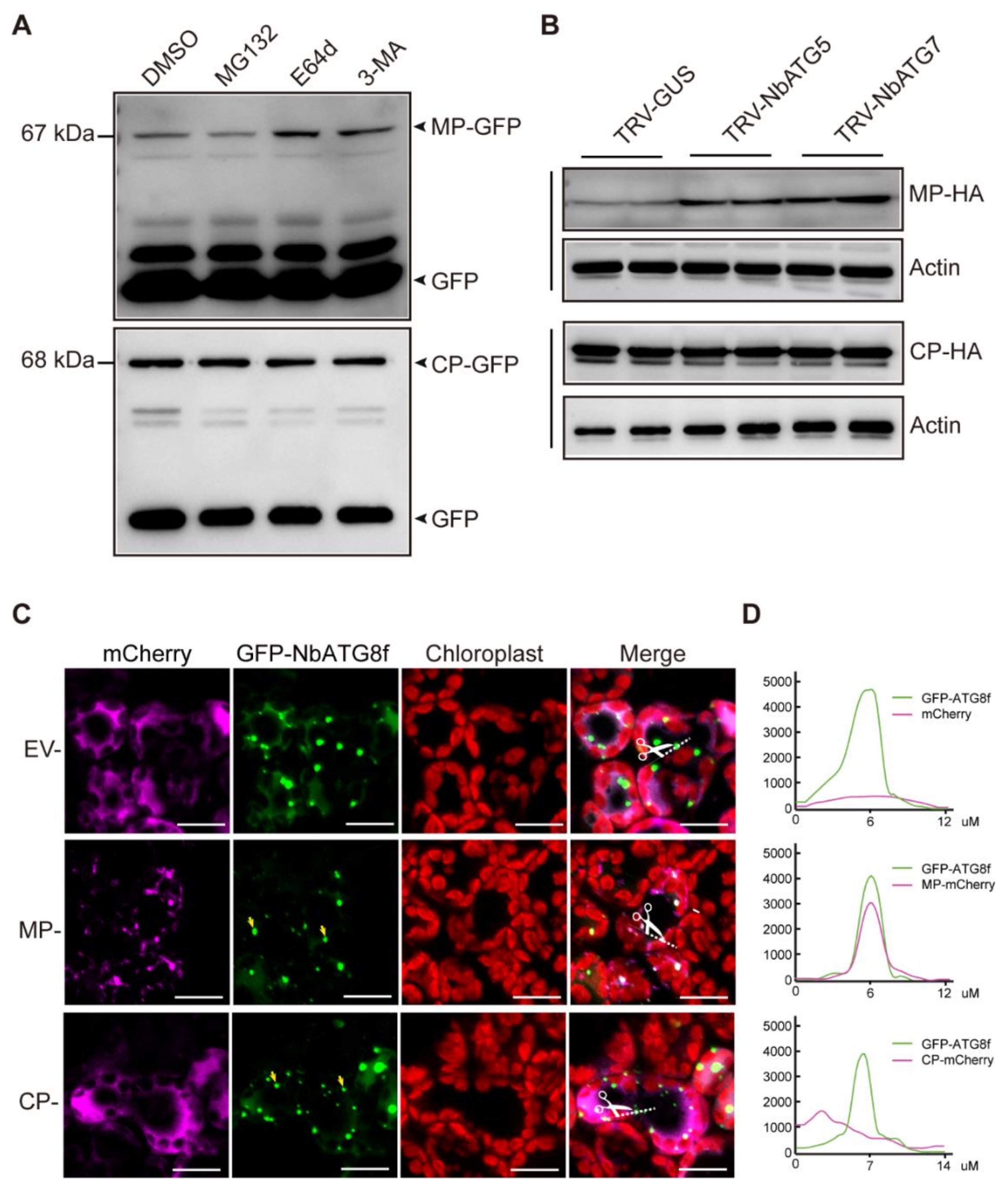 Viruses 13 02189 g004