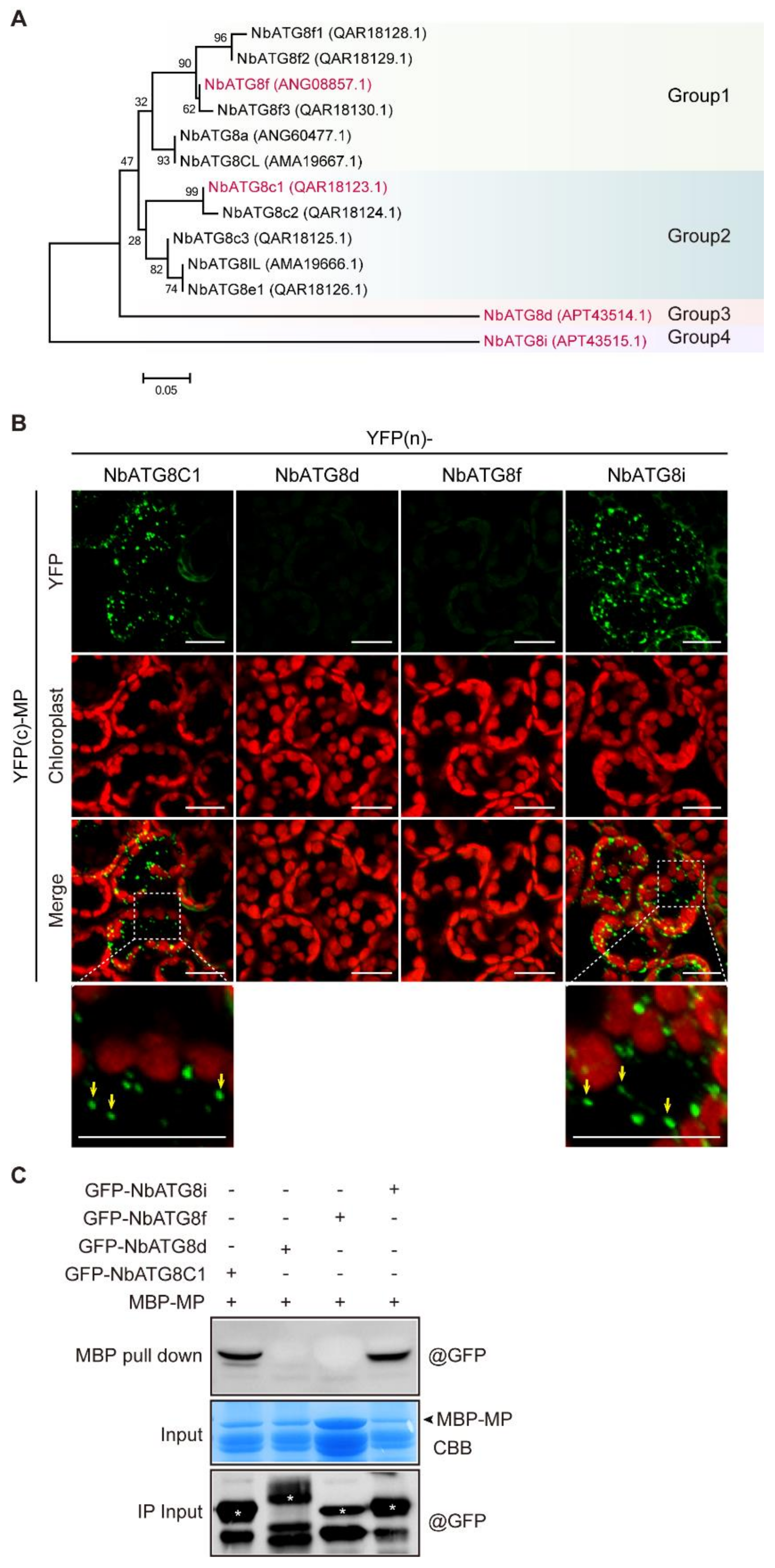 Viruses 13 02189 g005