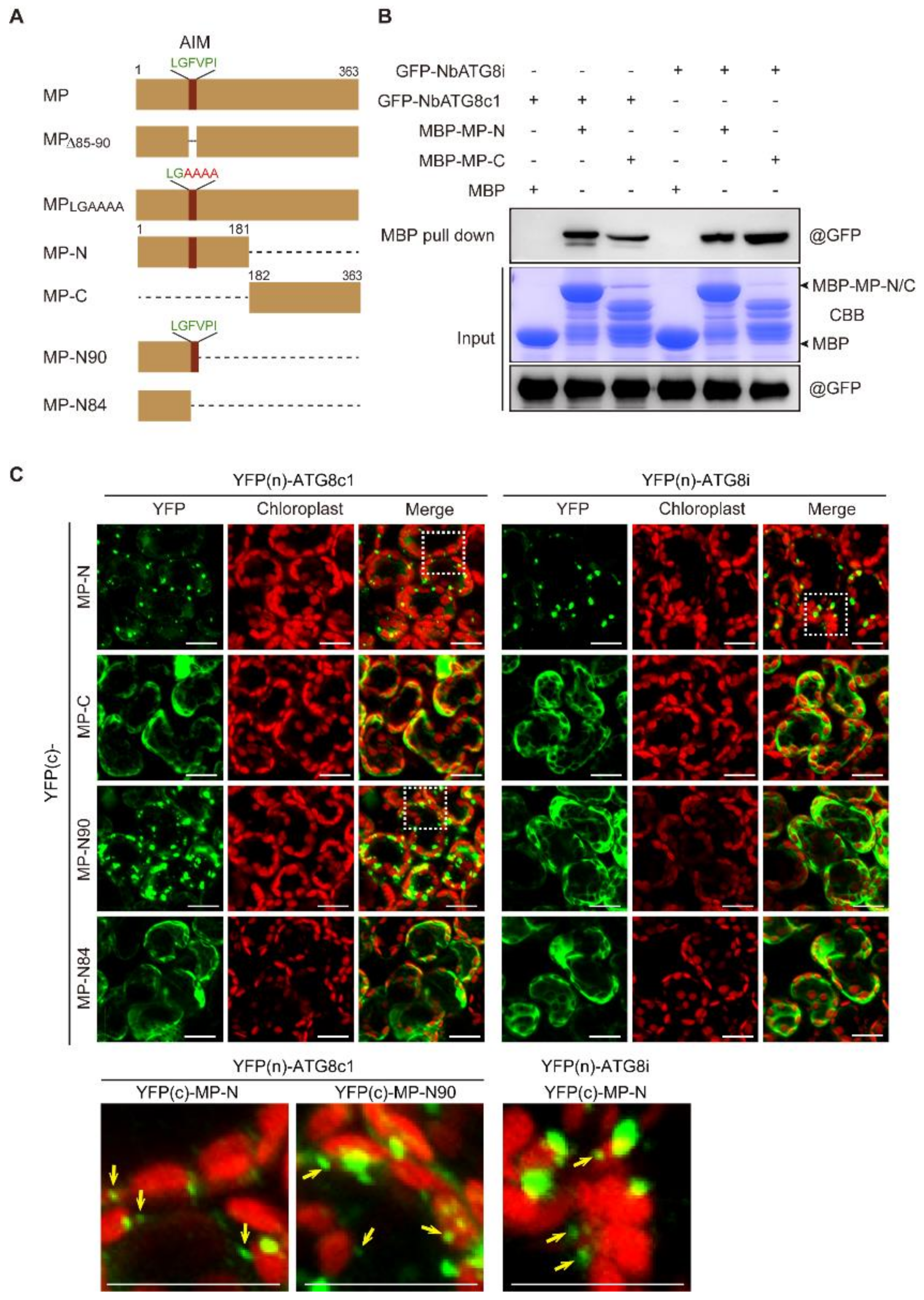Viruses 13 02189 g006