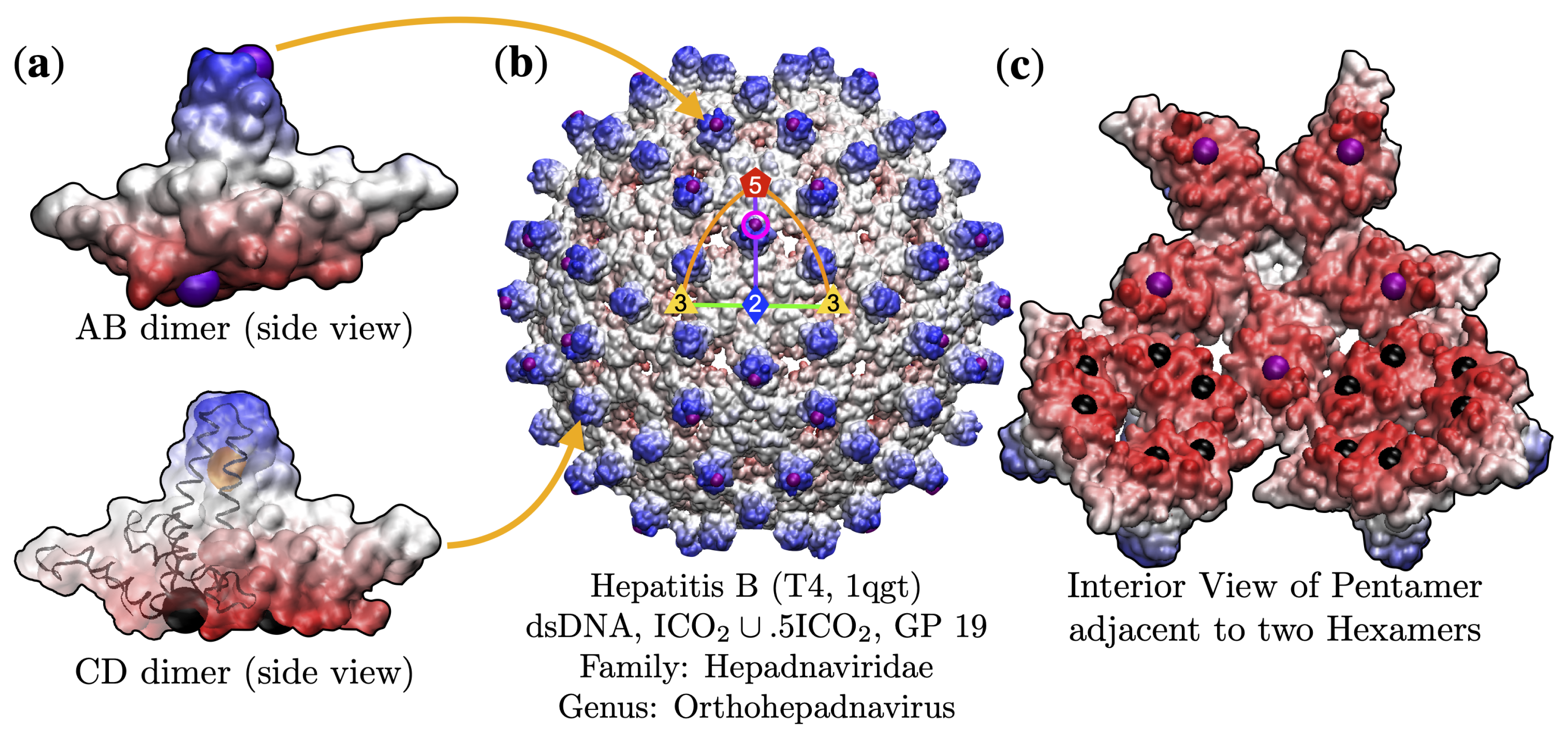 Viruses 13 02191 g002