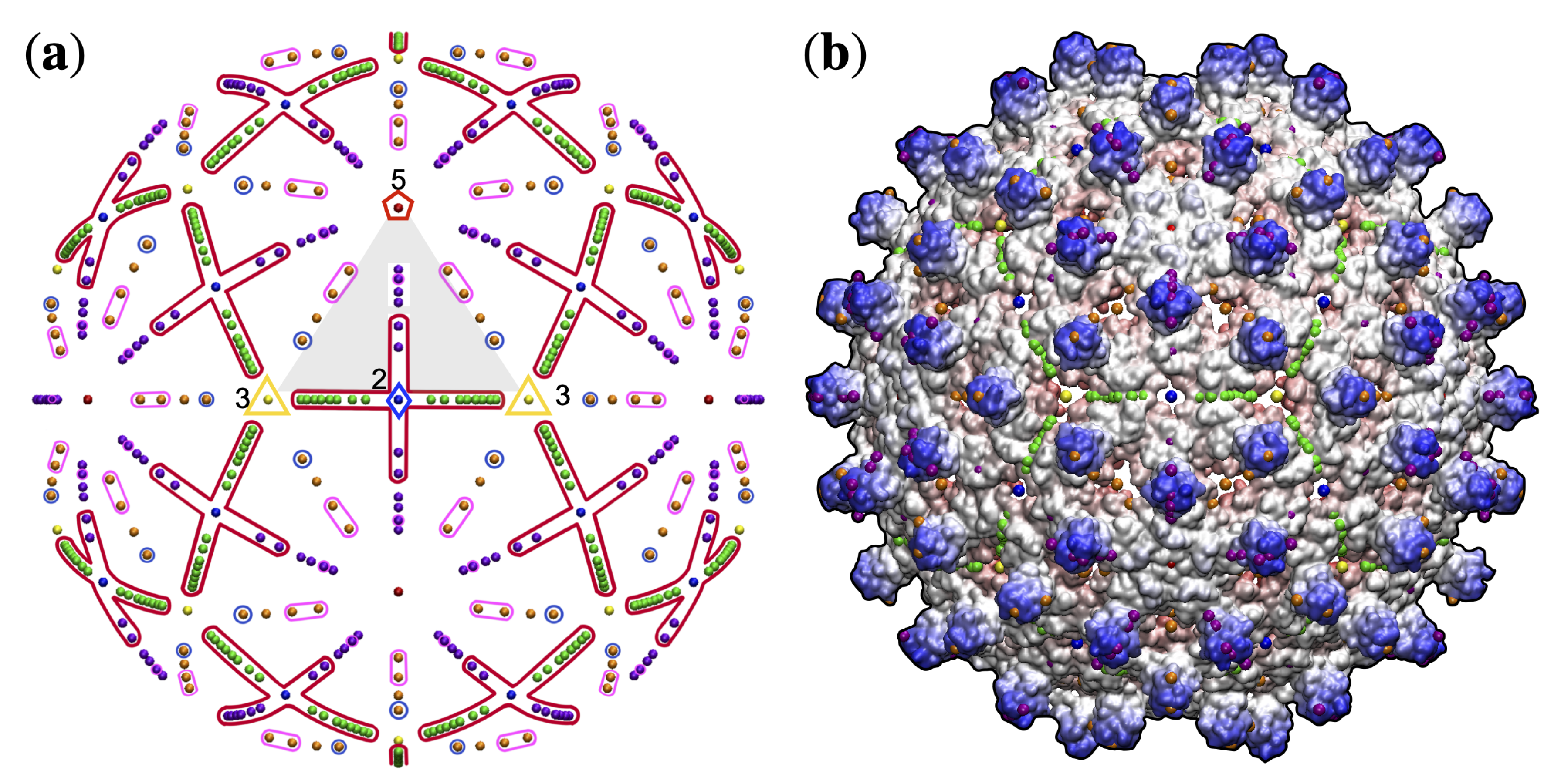 Viruses 13 02191 g003