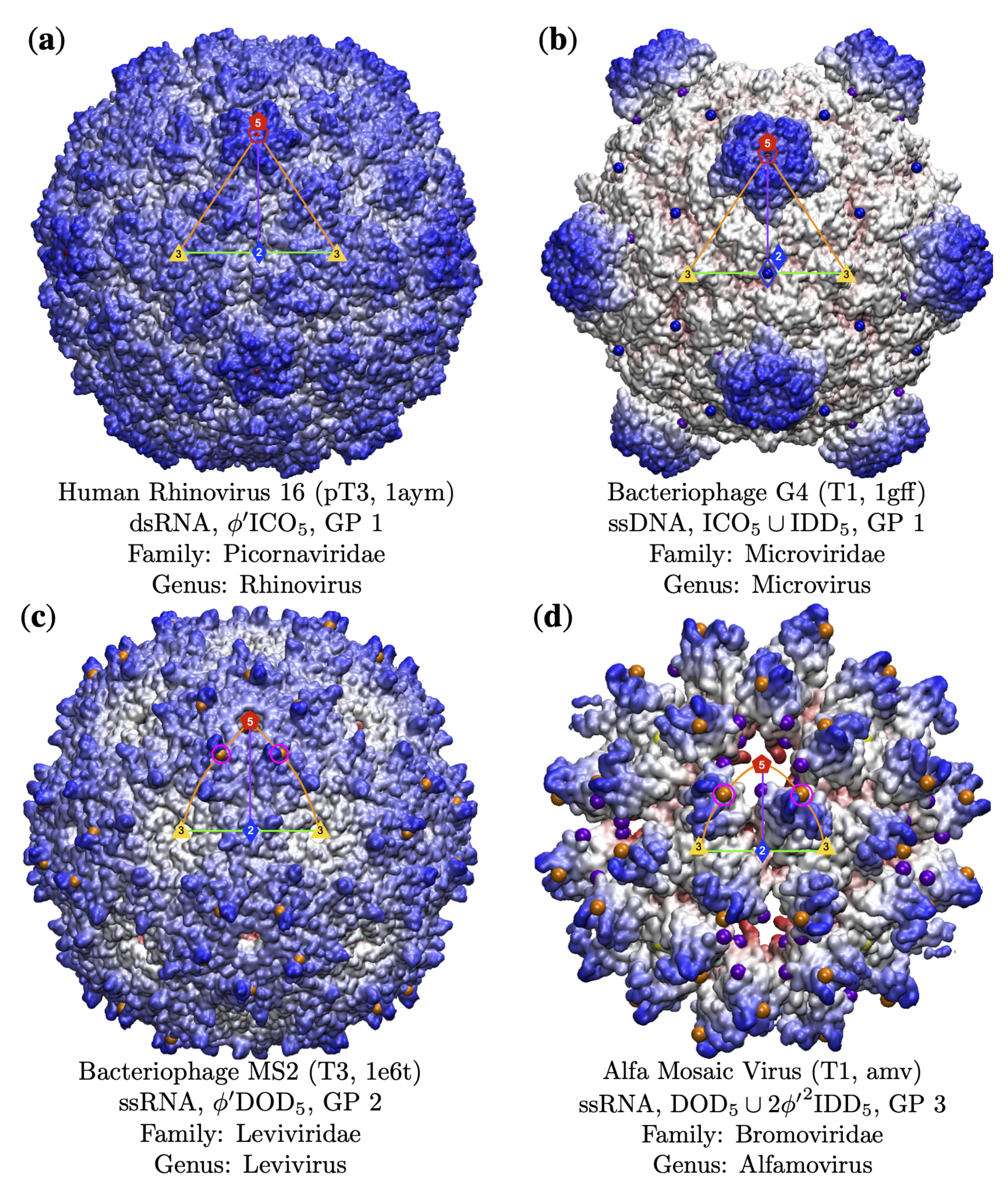 Viruses 13 02191 g007