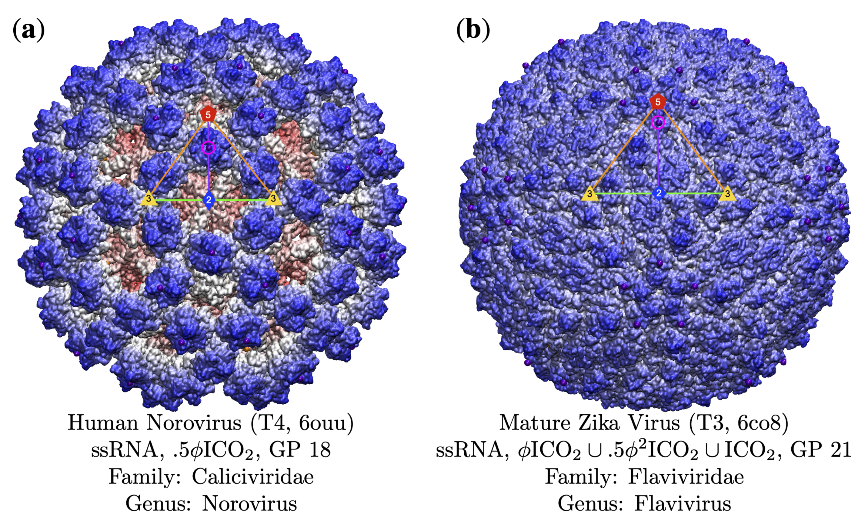 Viruses 13 02191 g012