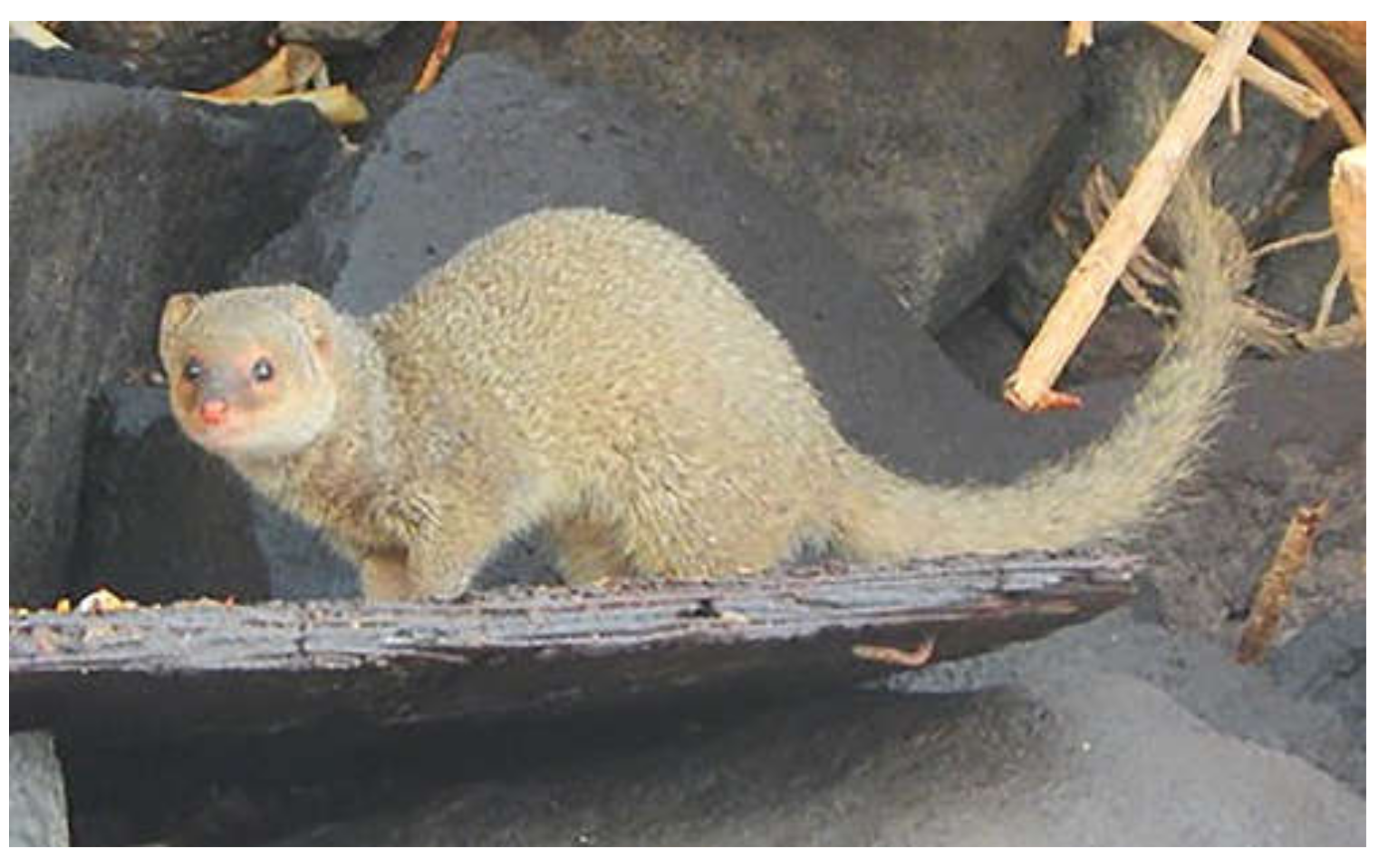 Viruses 13 02194 g001