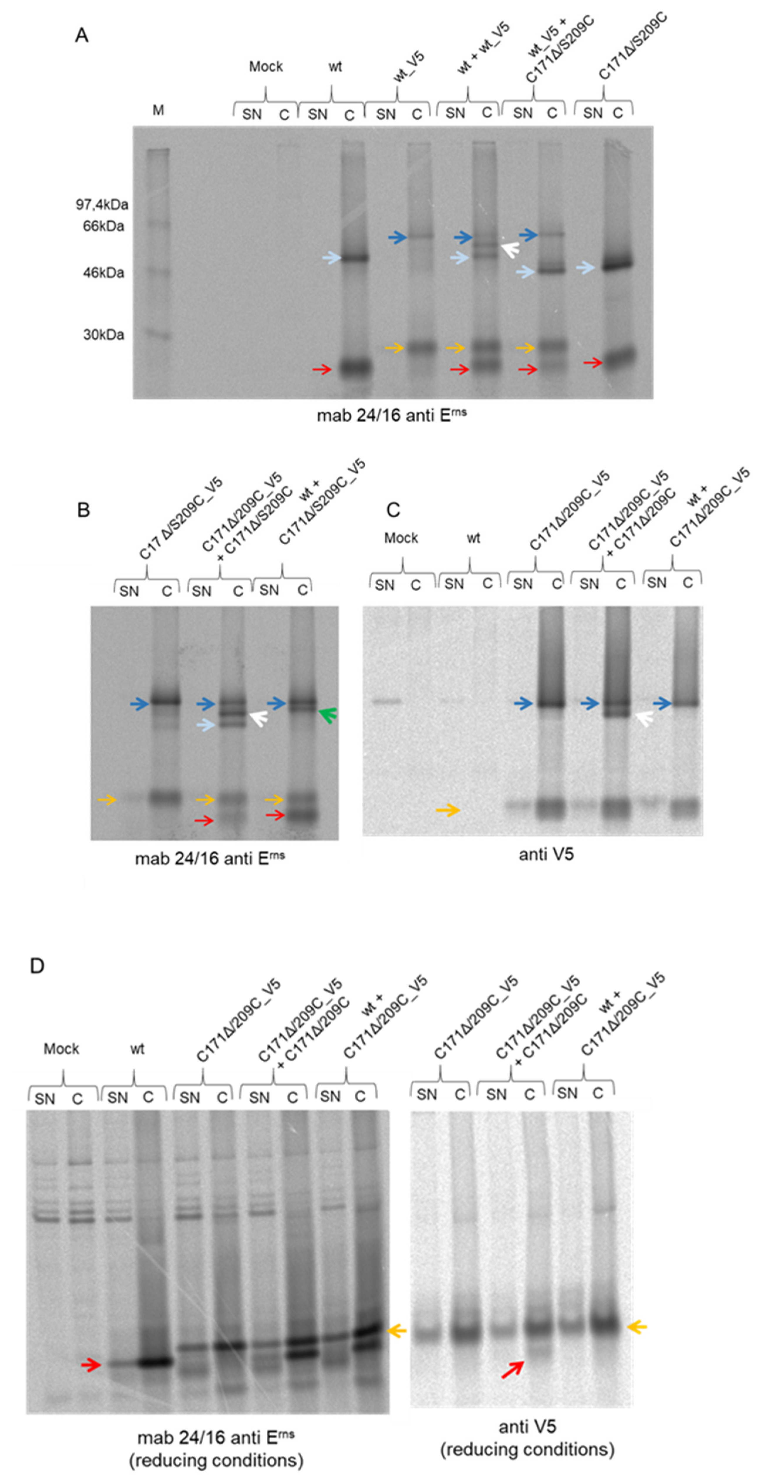 Viruses 13 02204 g004
