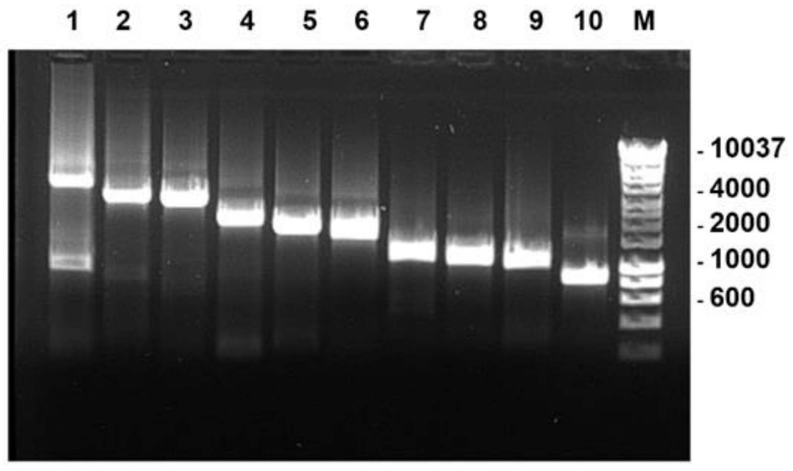 Viruses 13 02208 g001 Viruses 13 02208 g001