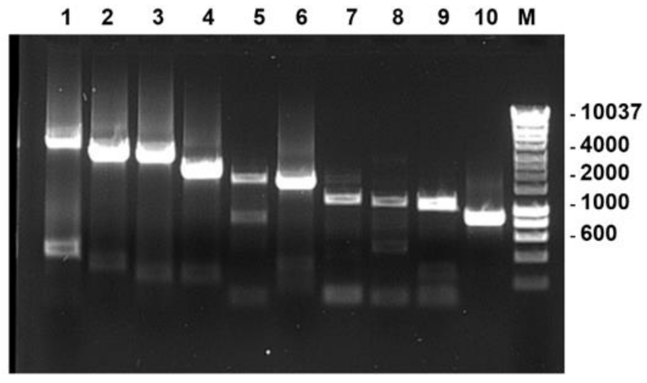 Viruses 13 02208 g003 Viruses 13 02208 g003
