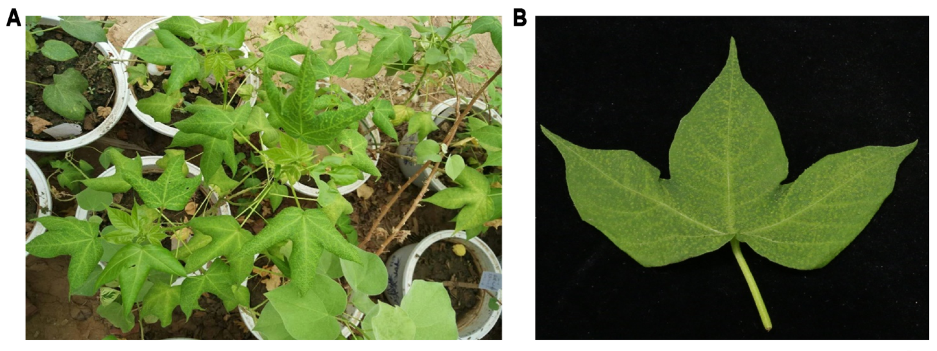 Viruses 13 02210 g001