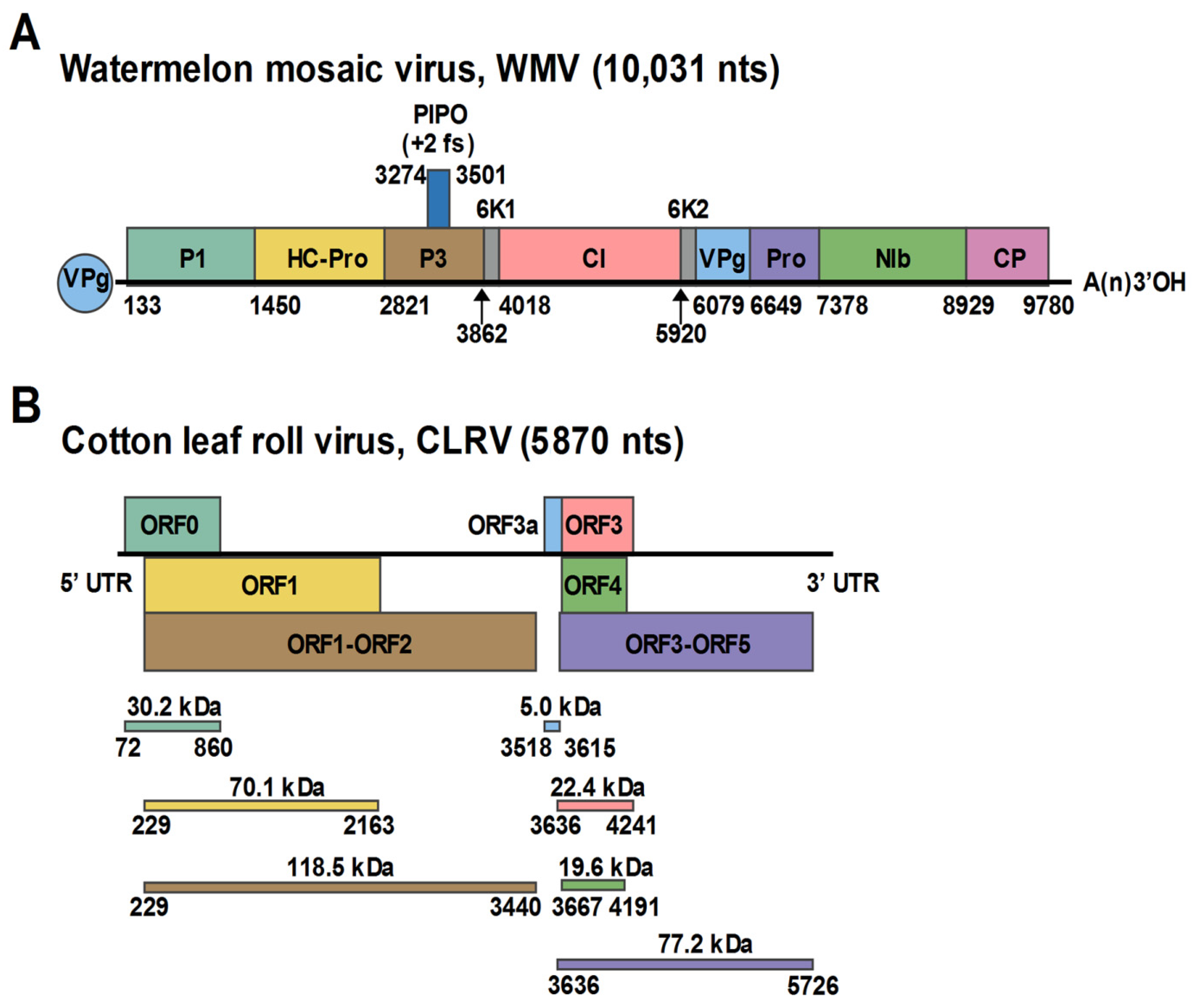 Viruses 13 02210 g002