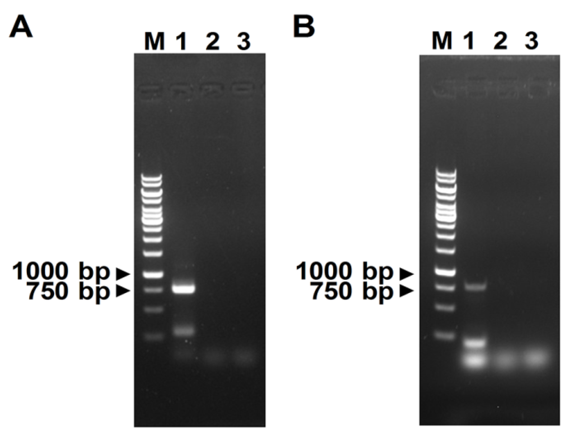 Viruses 13 02210 g003