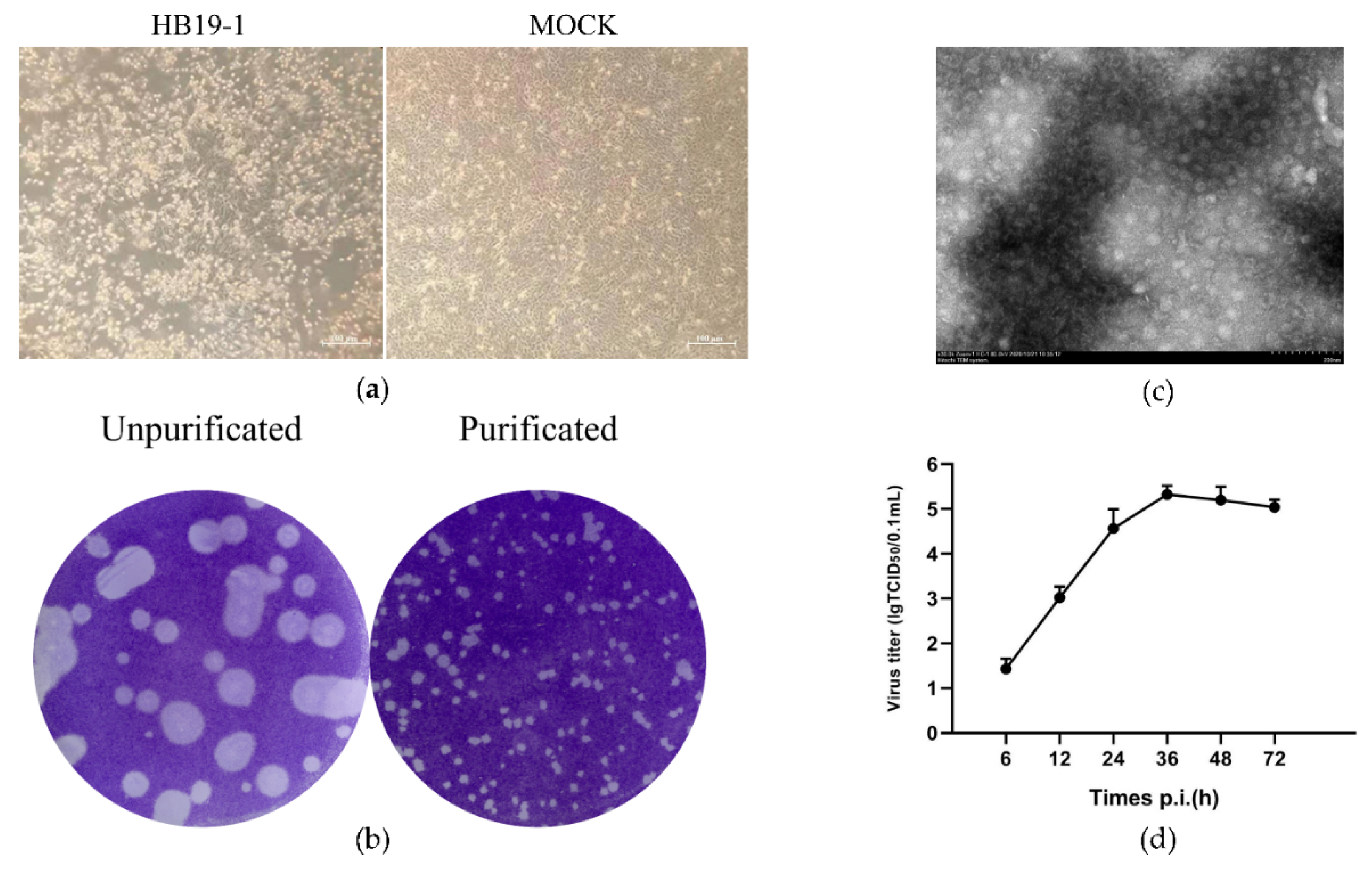 Viruses 13 02217 g001