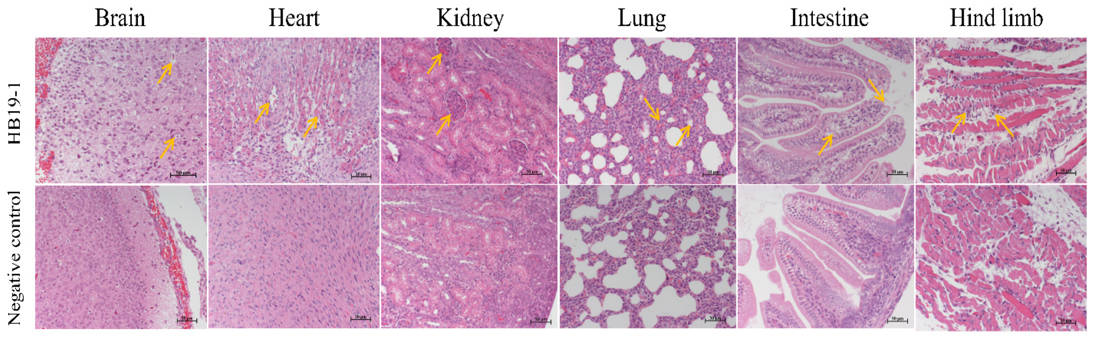 Viruses 13 02217 g004
