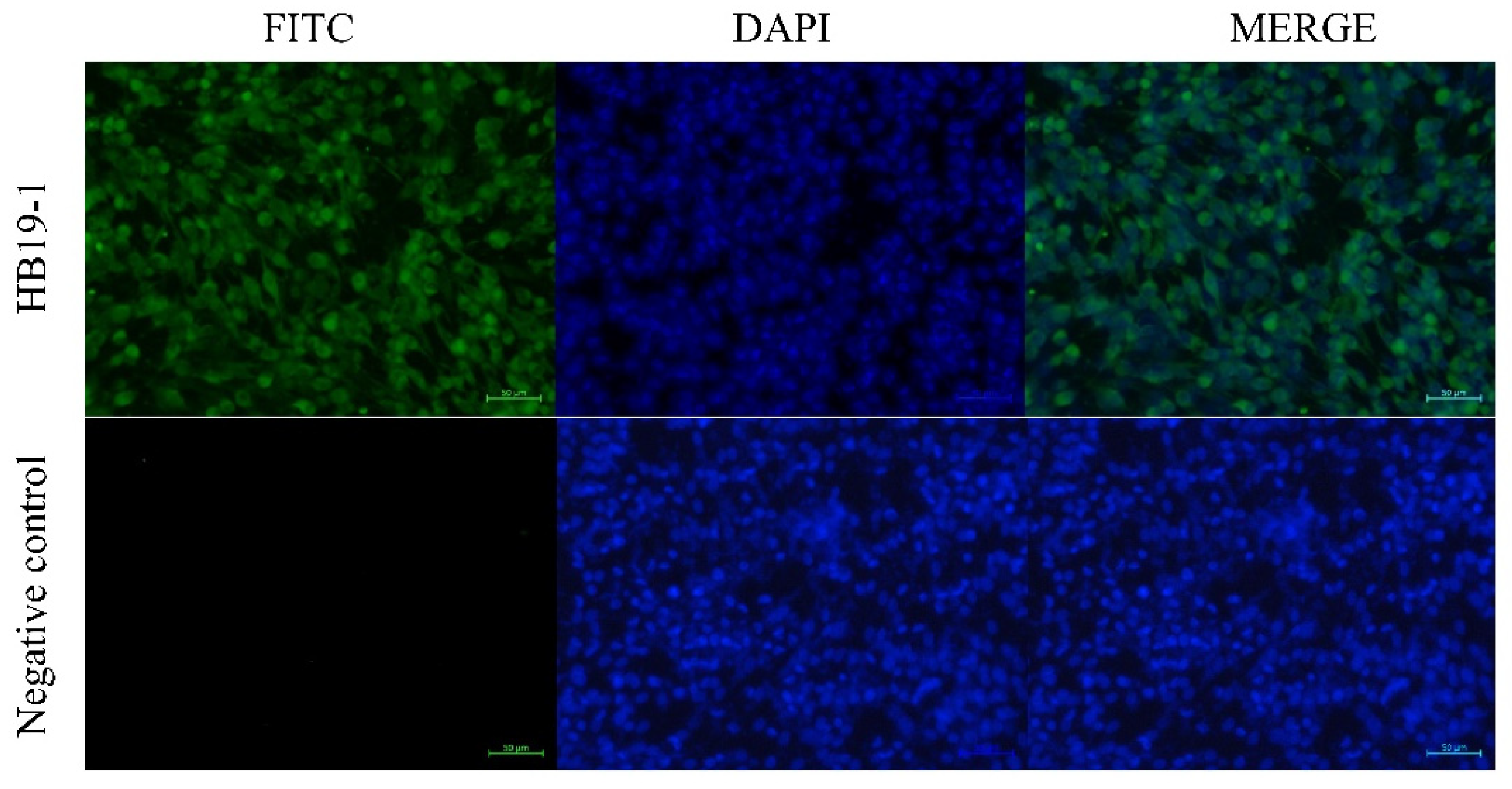 Viruses 13 02217 g005