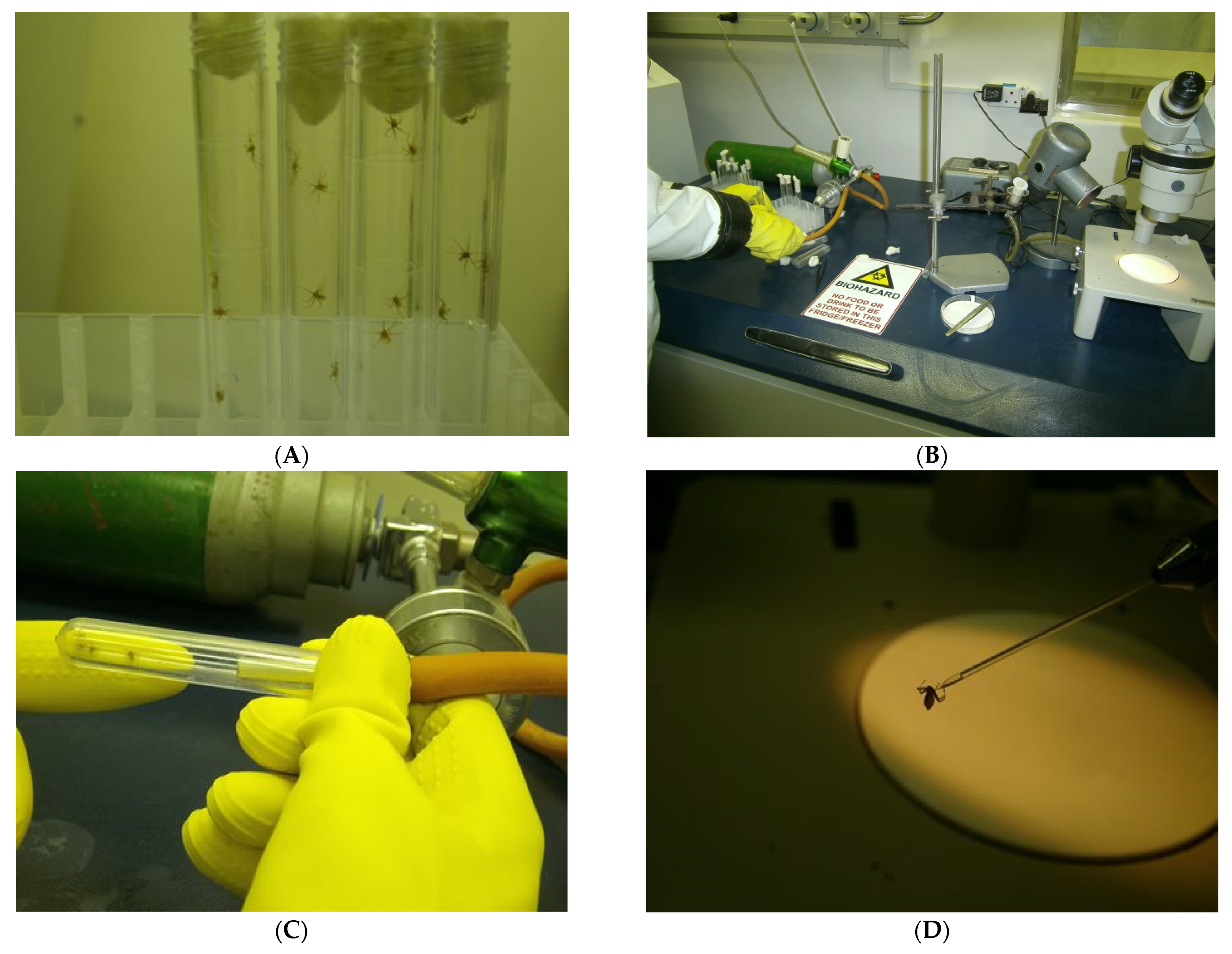 Viruses 13 02226 g008a