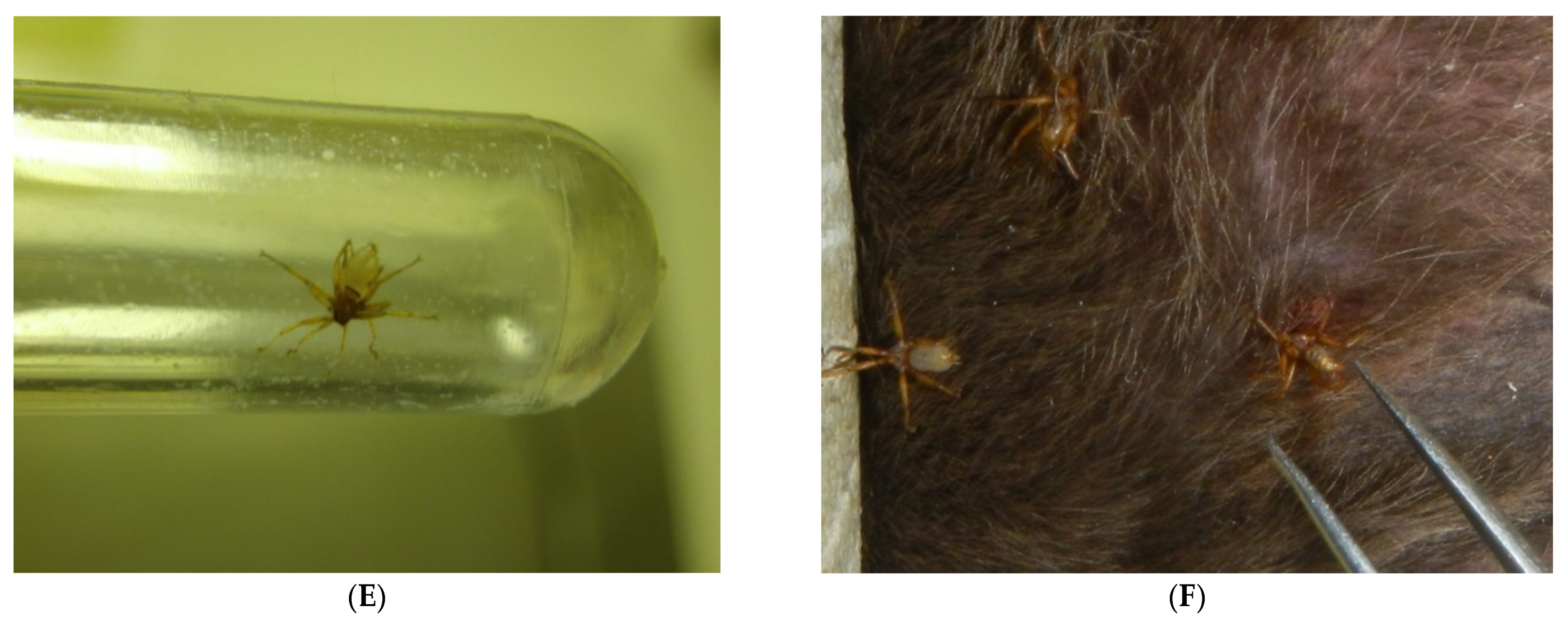 Viruses 13 02226 g008b