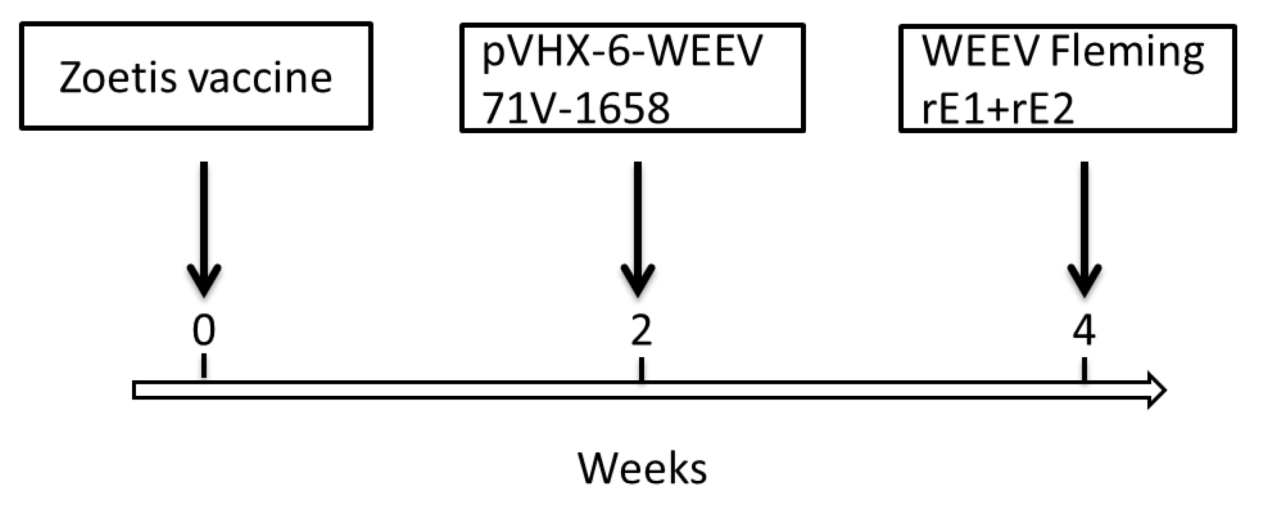 Viruses 13 02231 g002