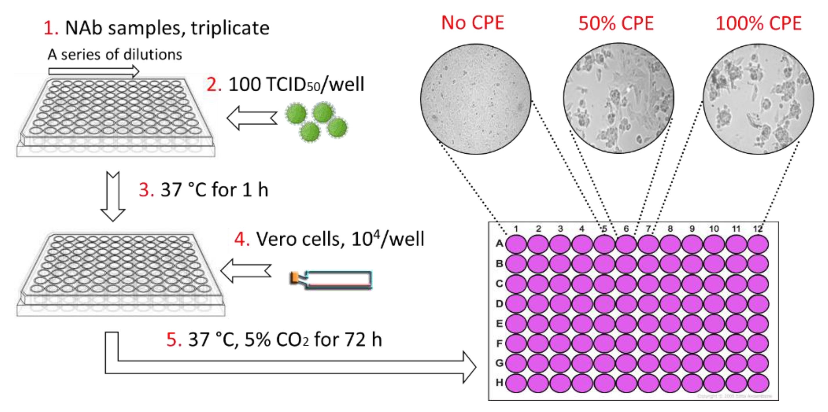 Viruses 13 02231 g003