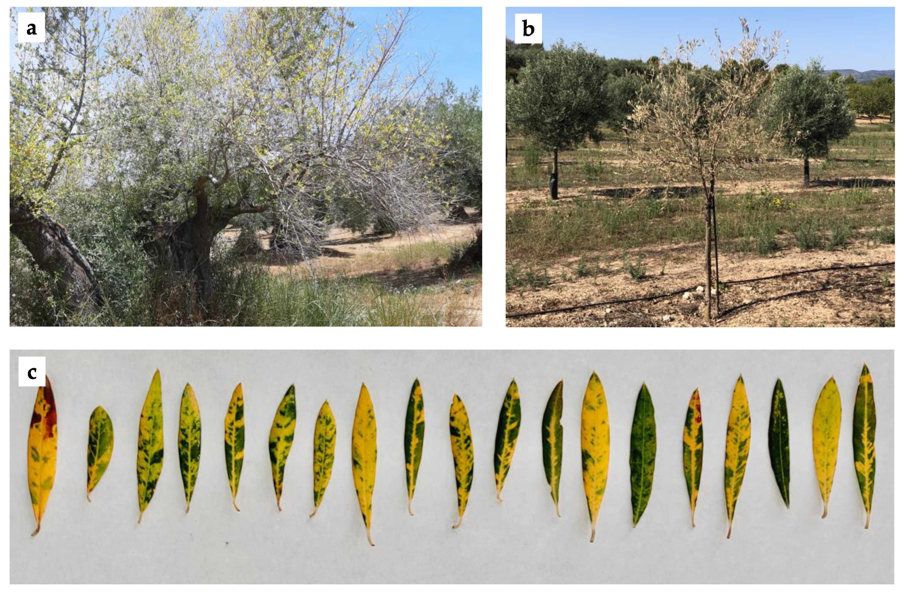 Viruses 13 02233 g001