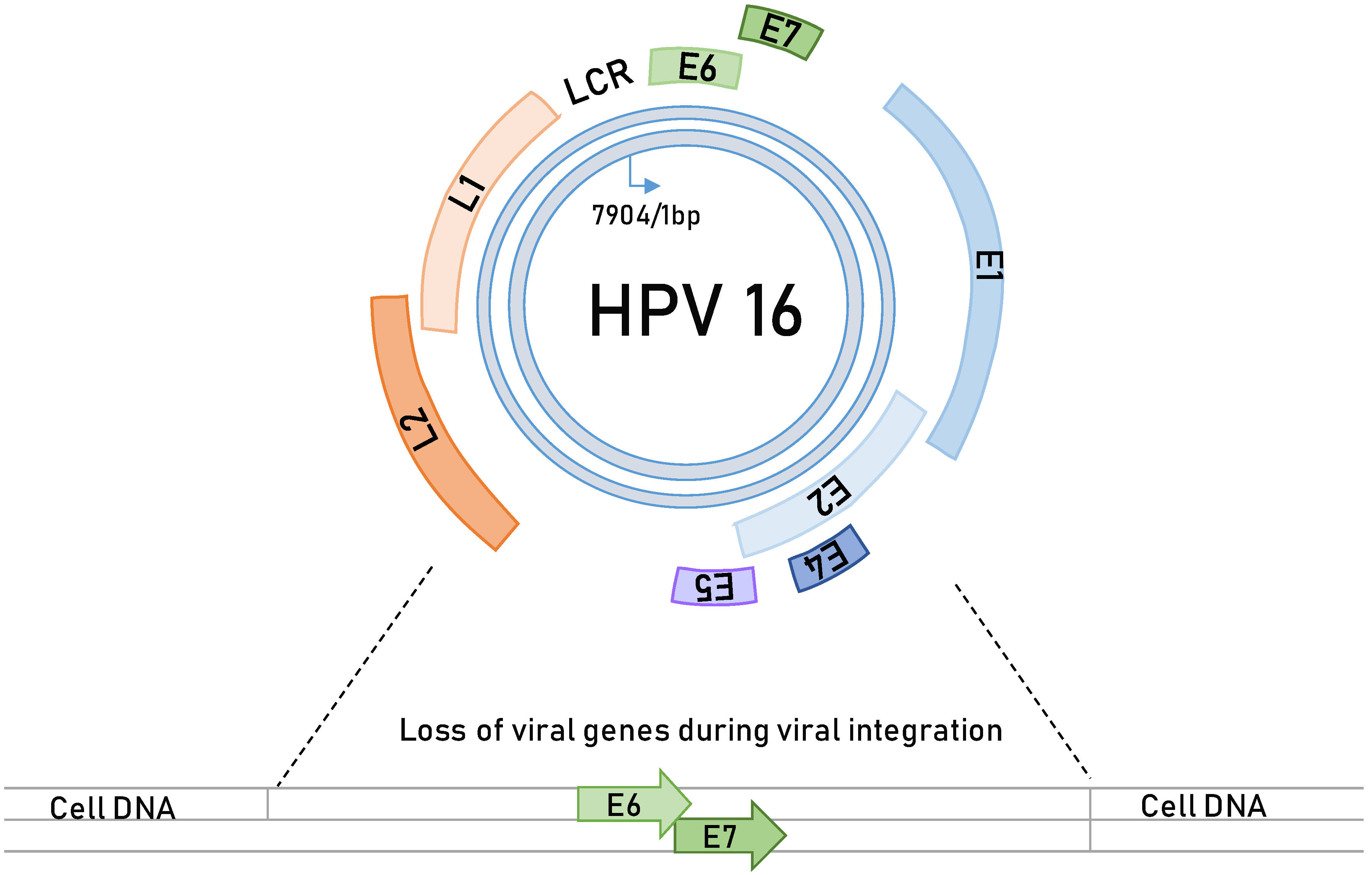 Viruses 13 02234 g001