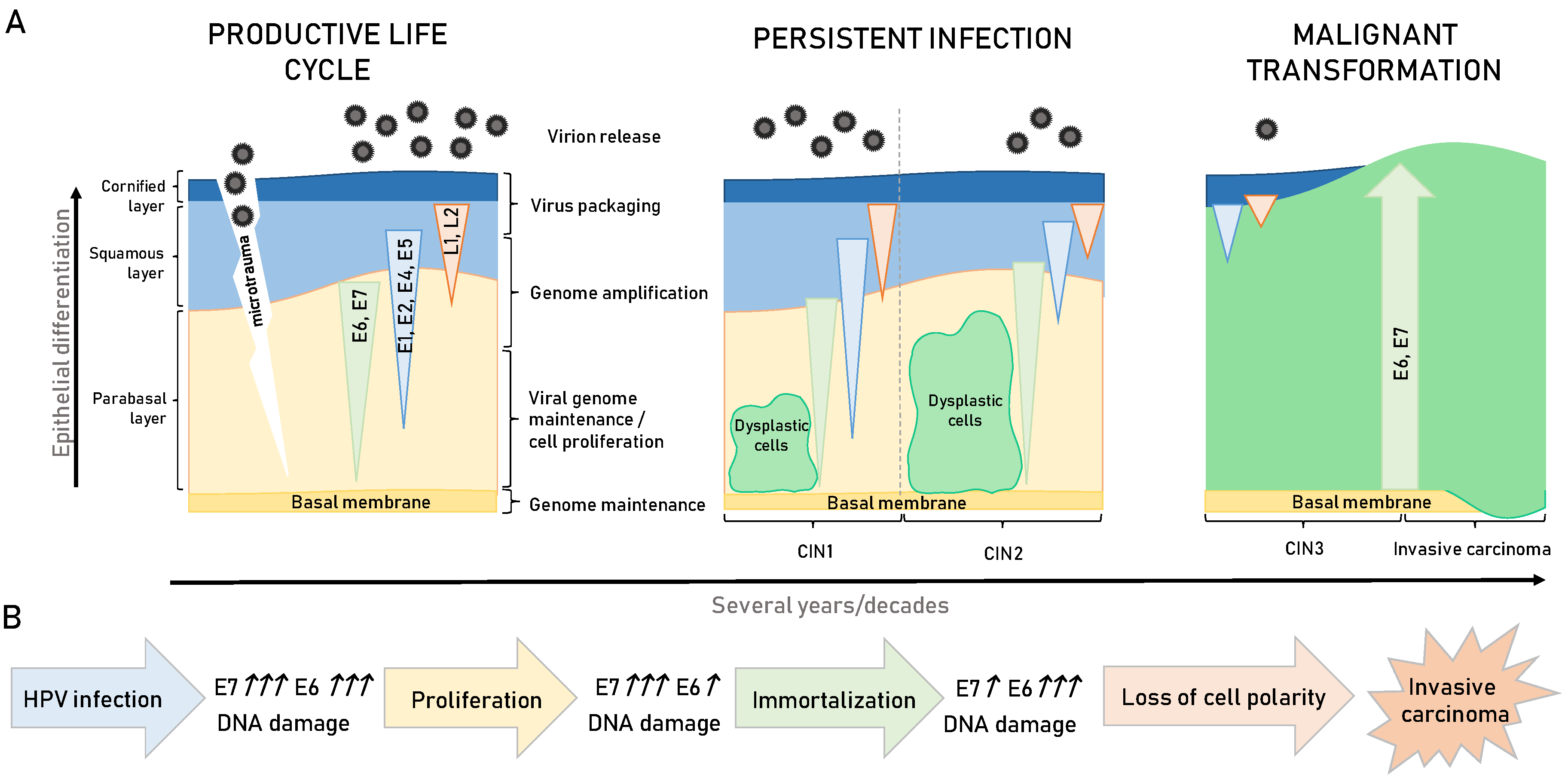Viruses 13 02234 g002